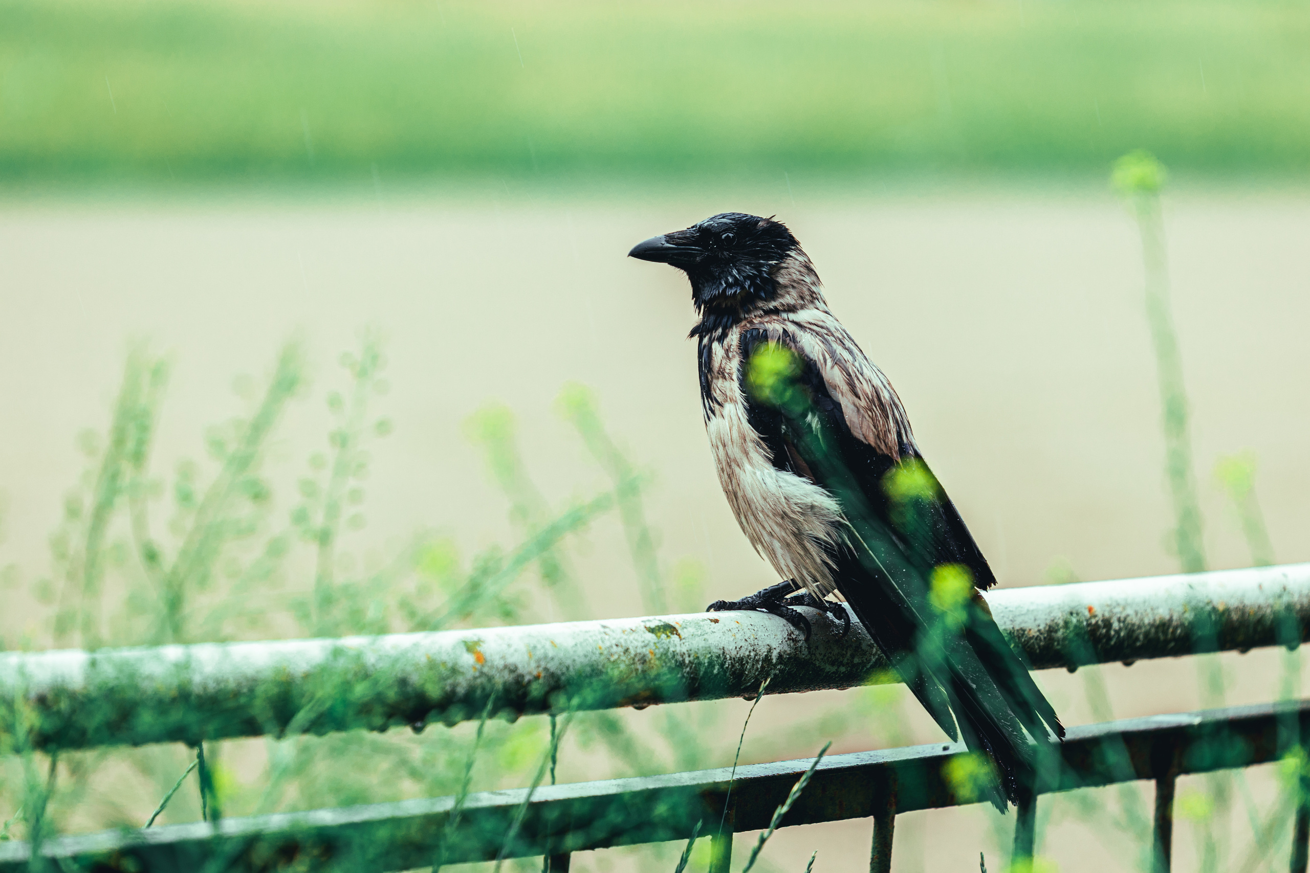 Tallinna Hipodroom. Свадебный видеограф I Свадебный фотограф I Свадебное видео I Свадебное фото в Эстонии