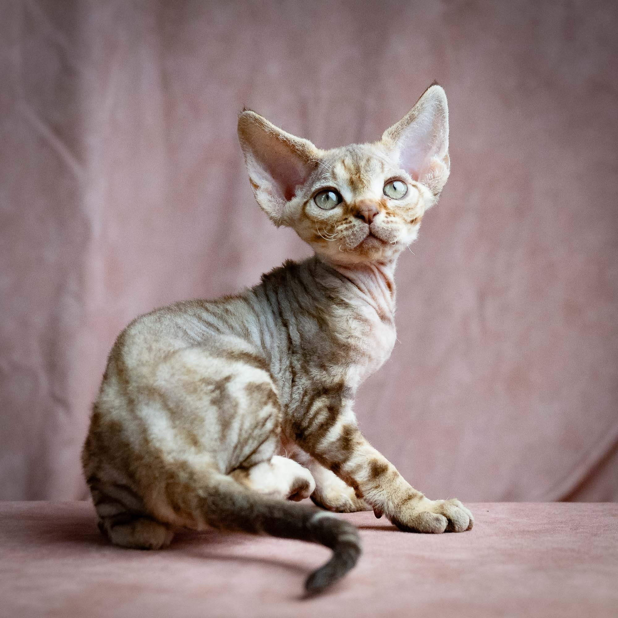 Sirius, boy, born 05.15.26. Devon Rex Pixie Cattery