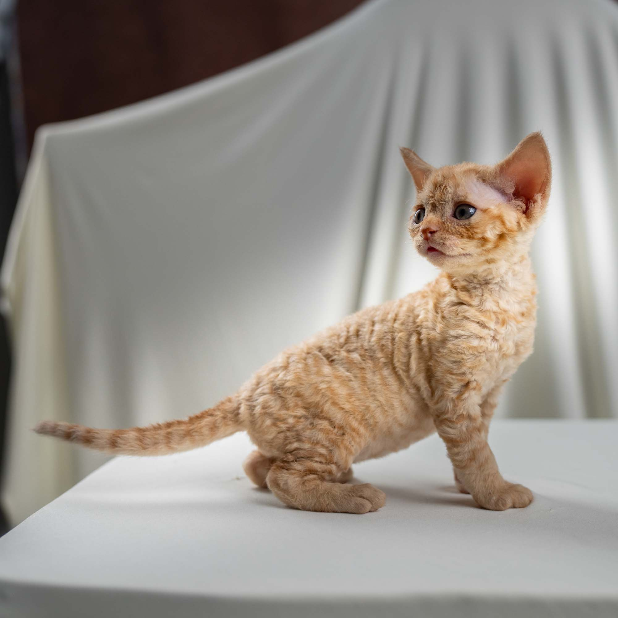 Dorito, boy, born on 06.06.24 SOLD. Devon Rex Pixie Cattery
