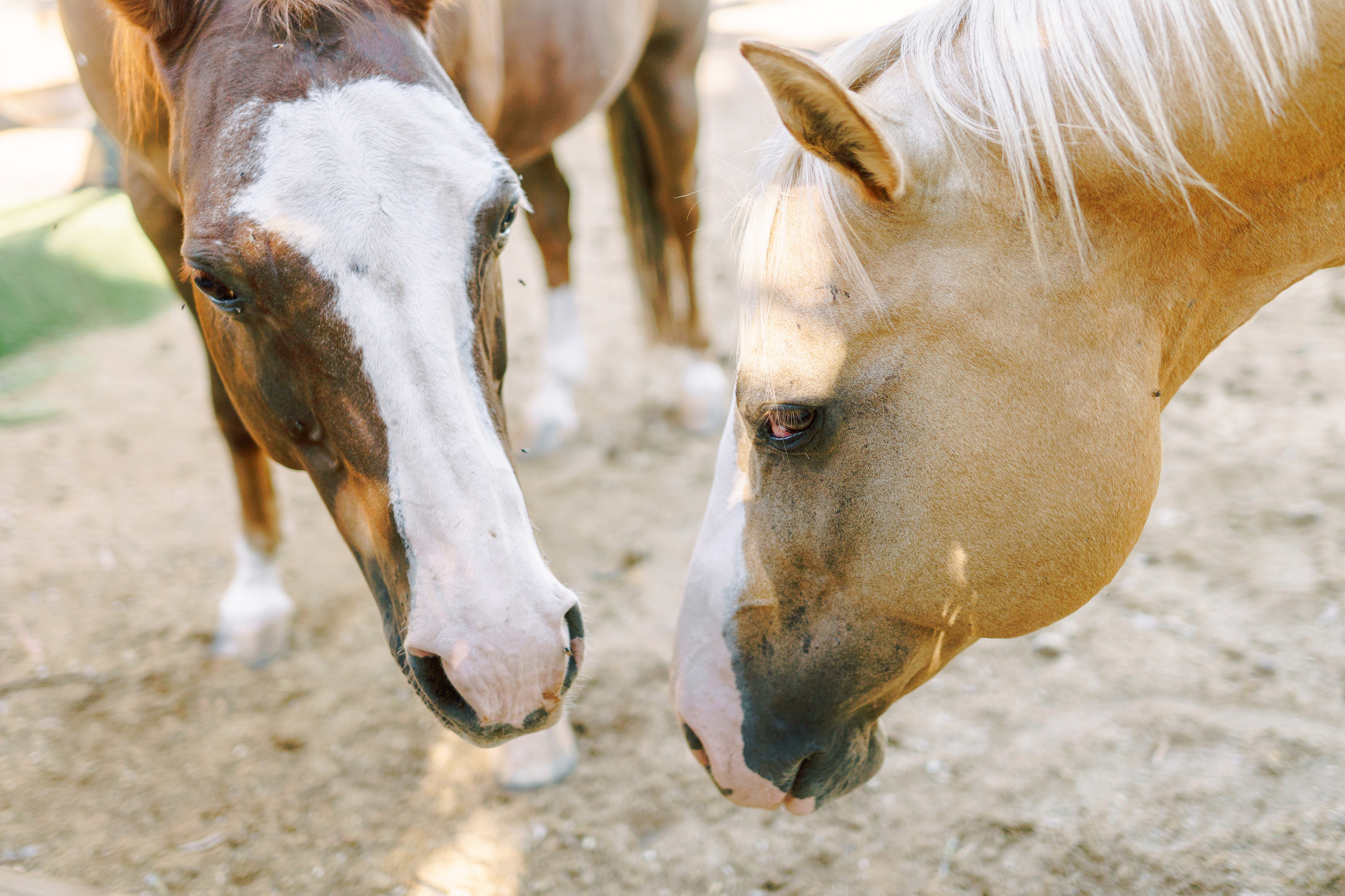 Xenia & Roy. Porto Travel Photographer | Couples & Vacation Photos in Portugal — WePortugal