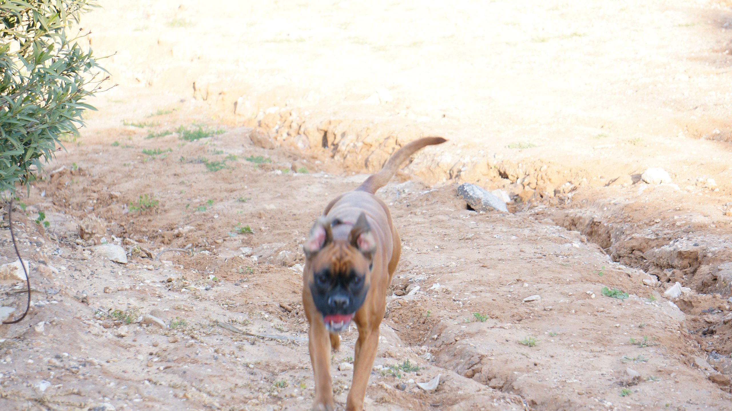 My ״Star״ Boxer Dog