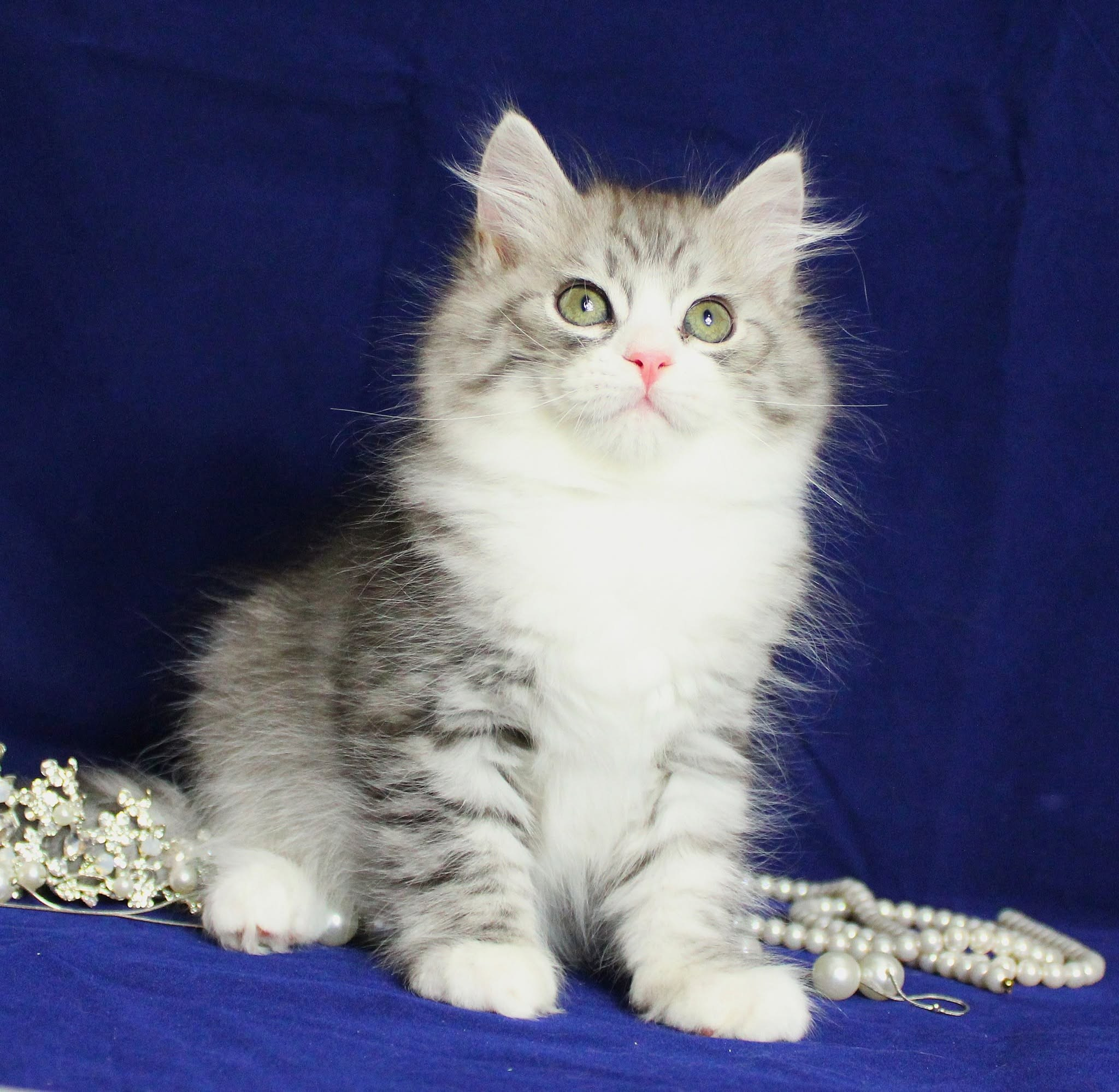 Katzen | Females. SIBERIALIS: Katzenzucht von Sibirischen und Neva Masquarade Katzen