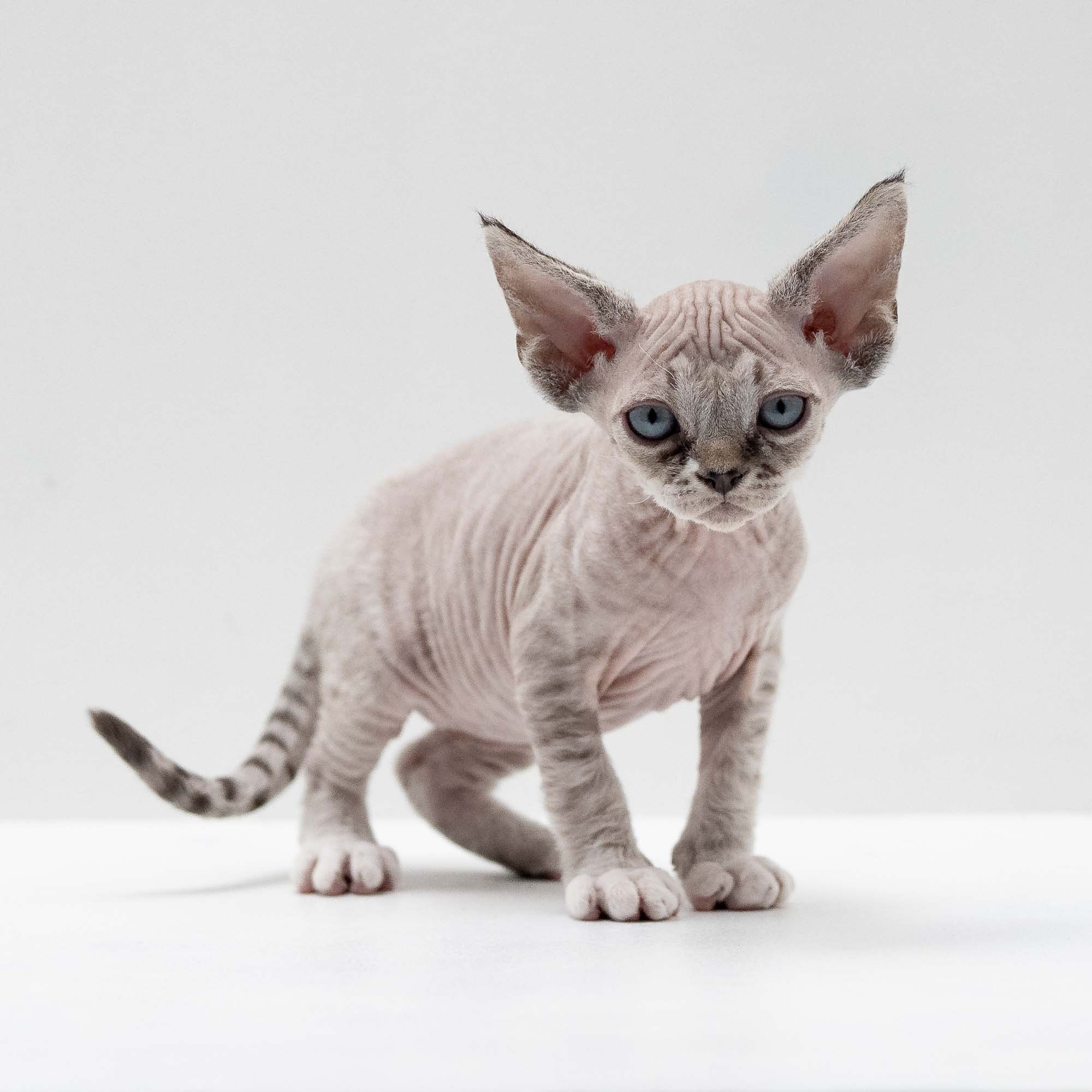 Finn,  boy, born on 01.01.25. Devon Rex Pixie Cattery