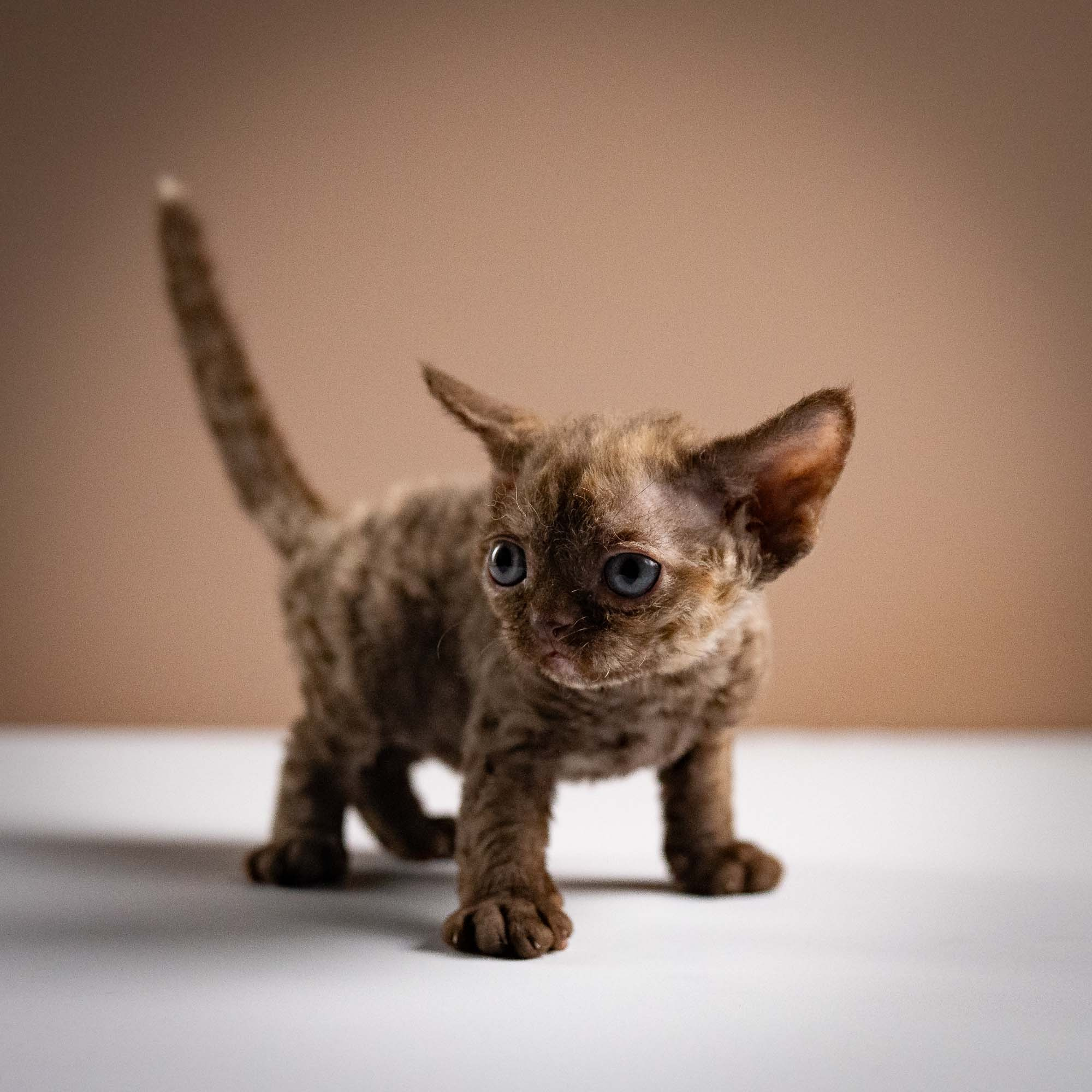 Olivia, girl, born 02.08.26. Devon Rex Pixie Cattery