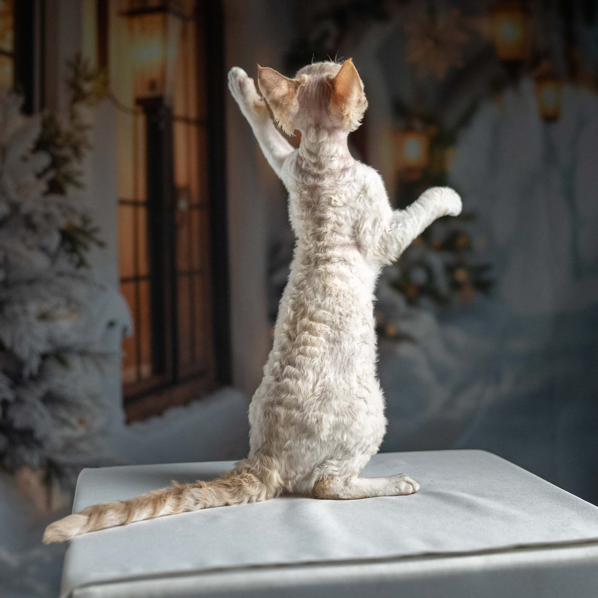 Jessica, girl, born 06.25.2025. Devon Rex Pixie Cattery