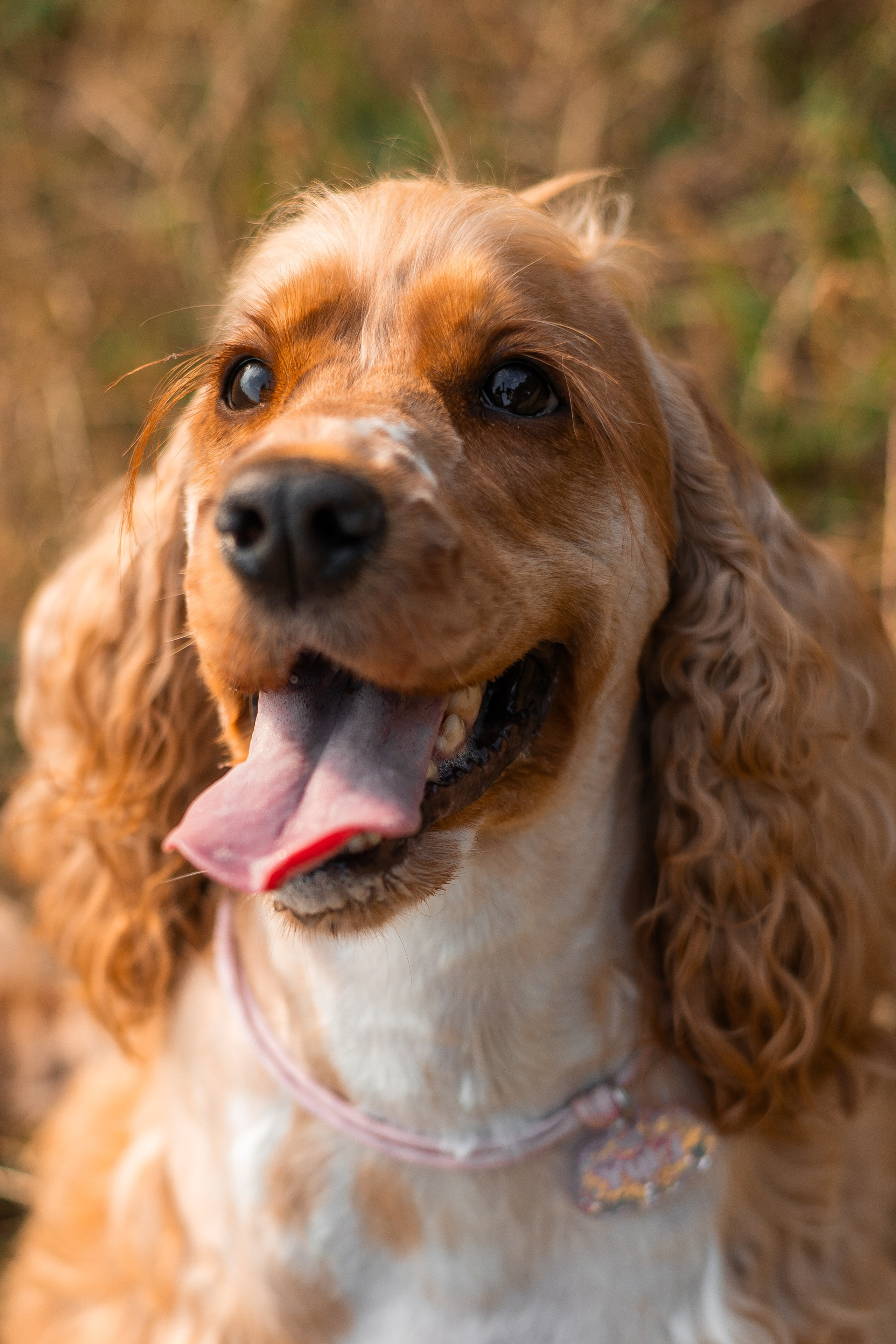 Алина и Юки. Фотограф-анималист | Белград