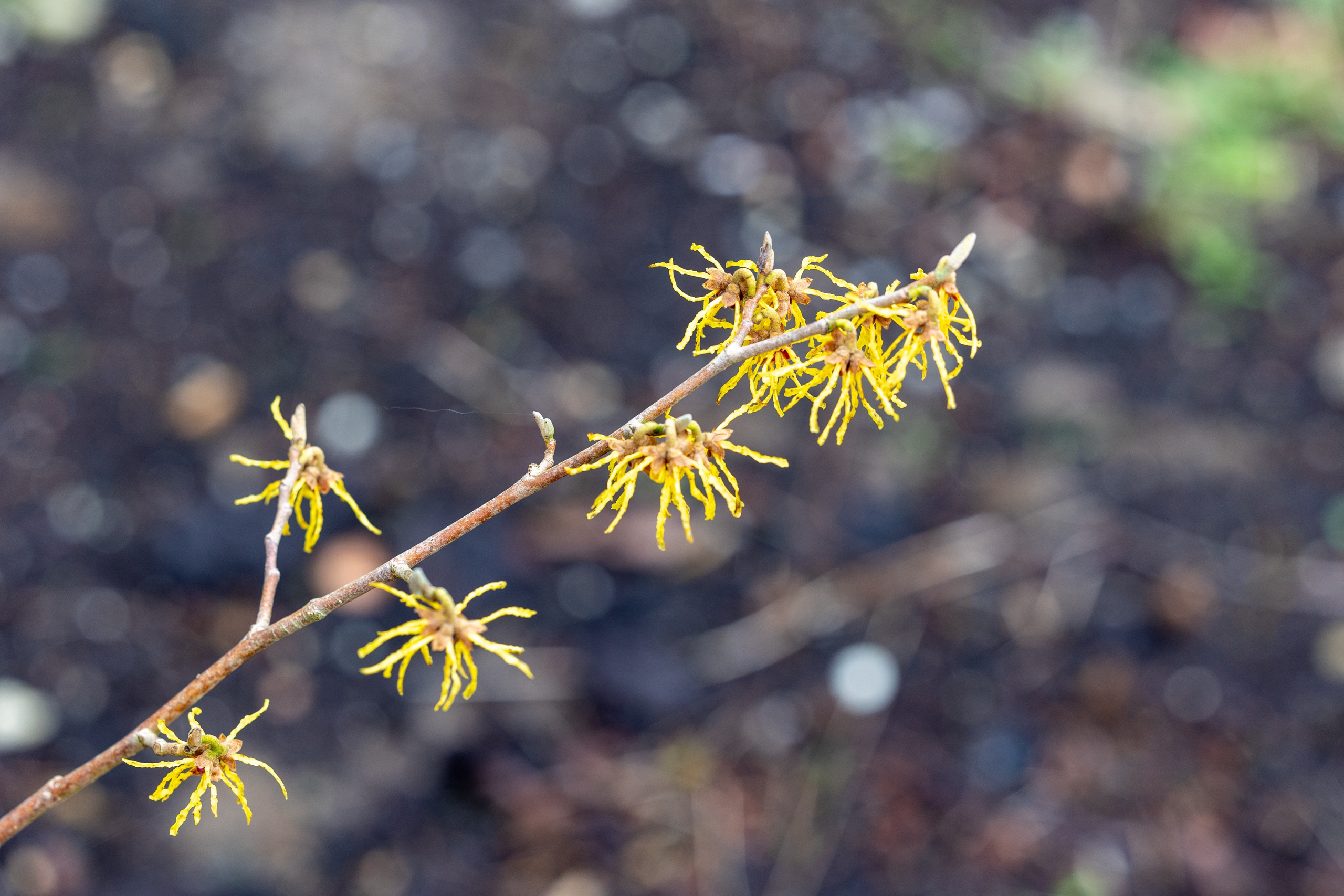 Forår. Fotograf Aarhus | Portrætfoto Århus | Flotte billeder