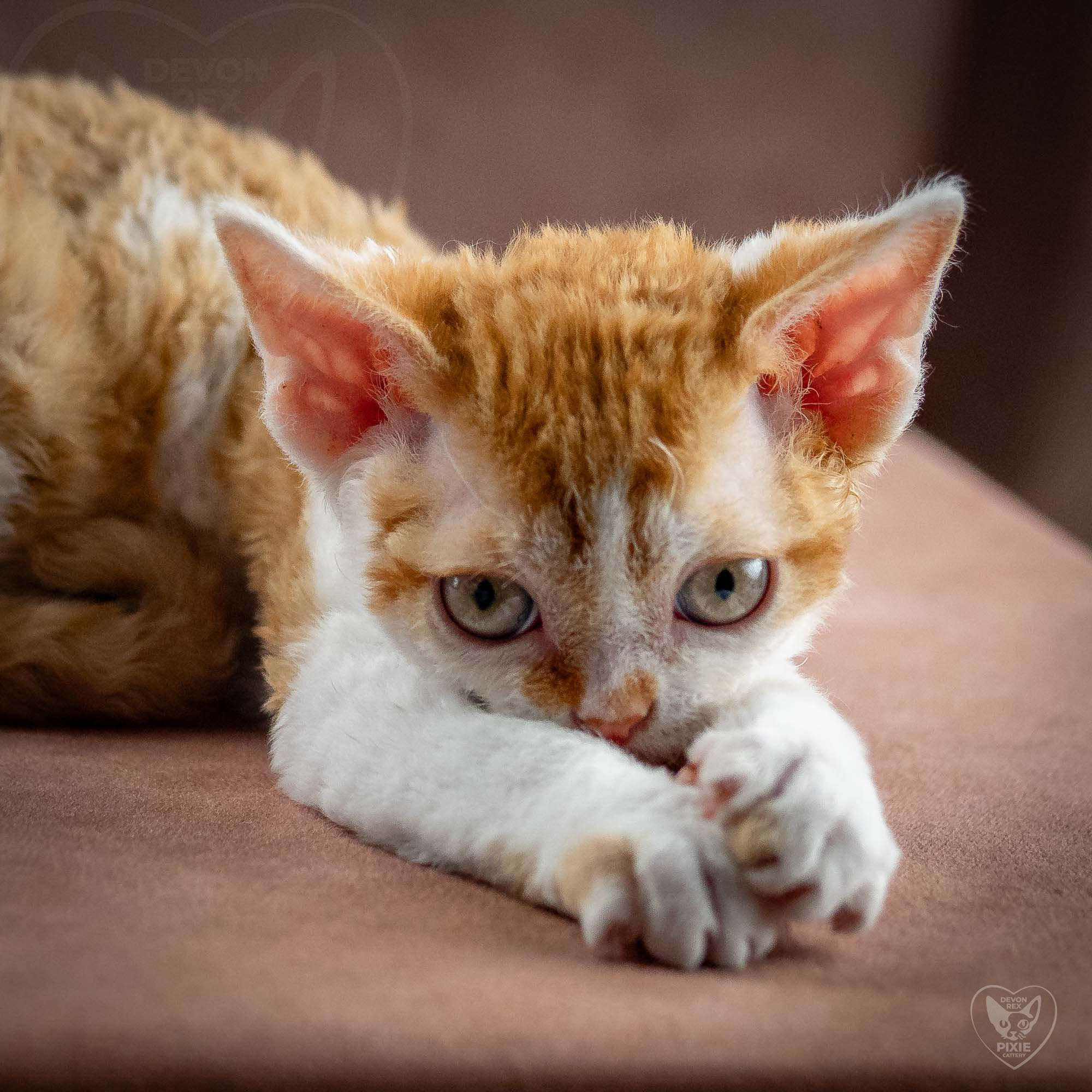 Gary,  boy, born on 01.18.25. Devon Rex Pixie Cattery