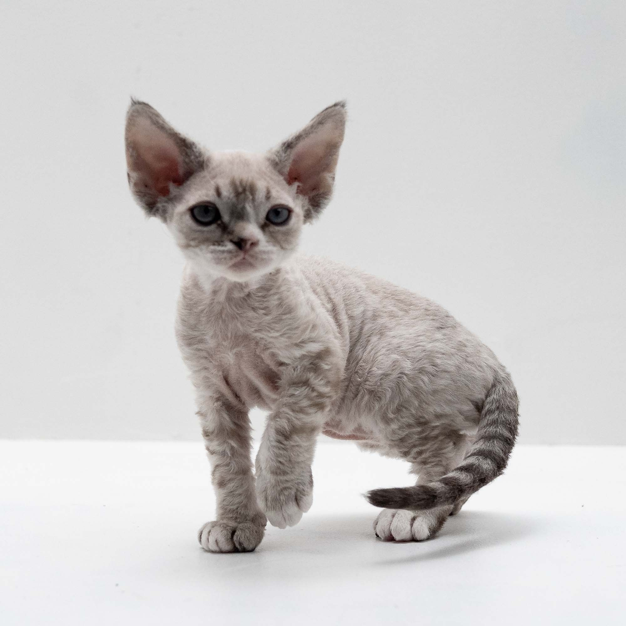 Fuzzy, boy, born on 01.01.25. Devon Rex Pixie Cattery