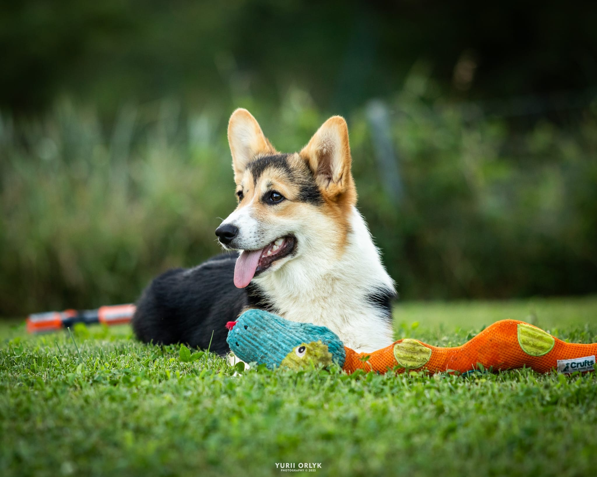 Puppies. Yurii Orlyk Photography