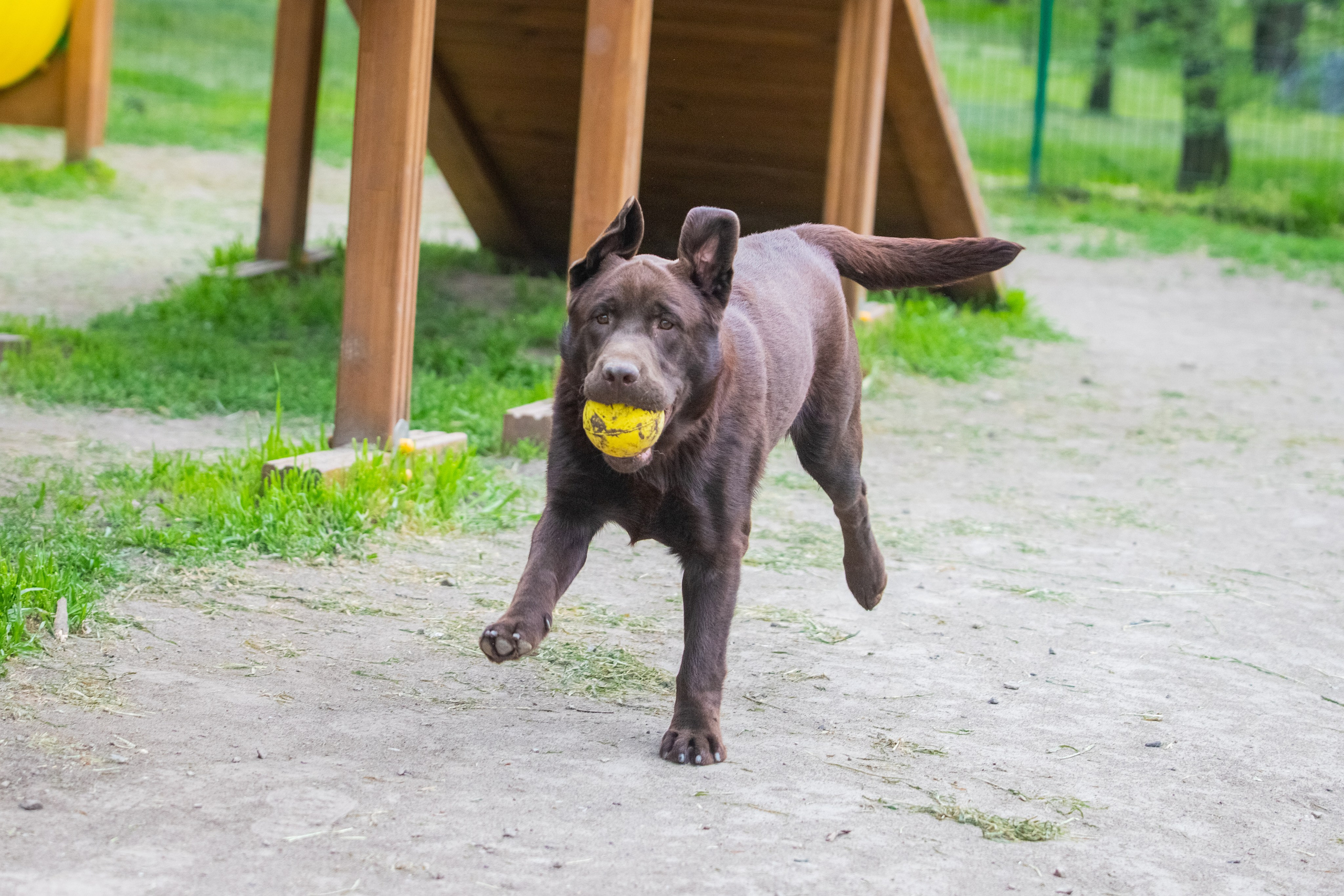 Da Vinci. Цуценята лабрадор ретривера, Дніпро, Україна