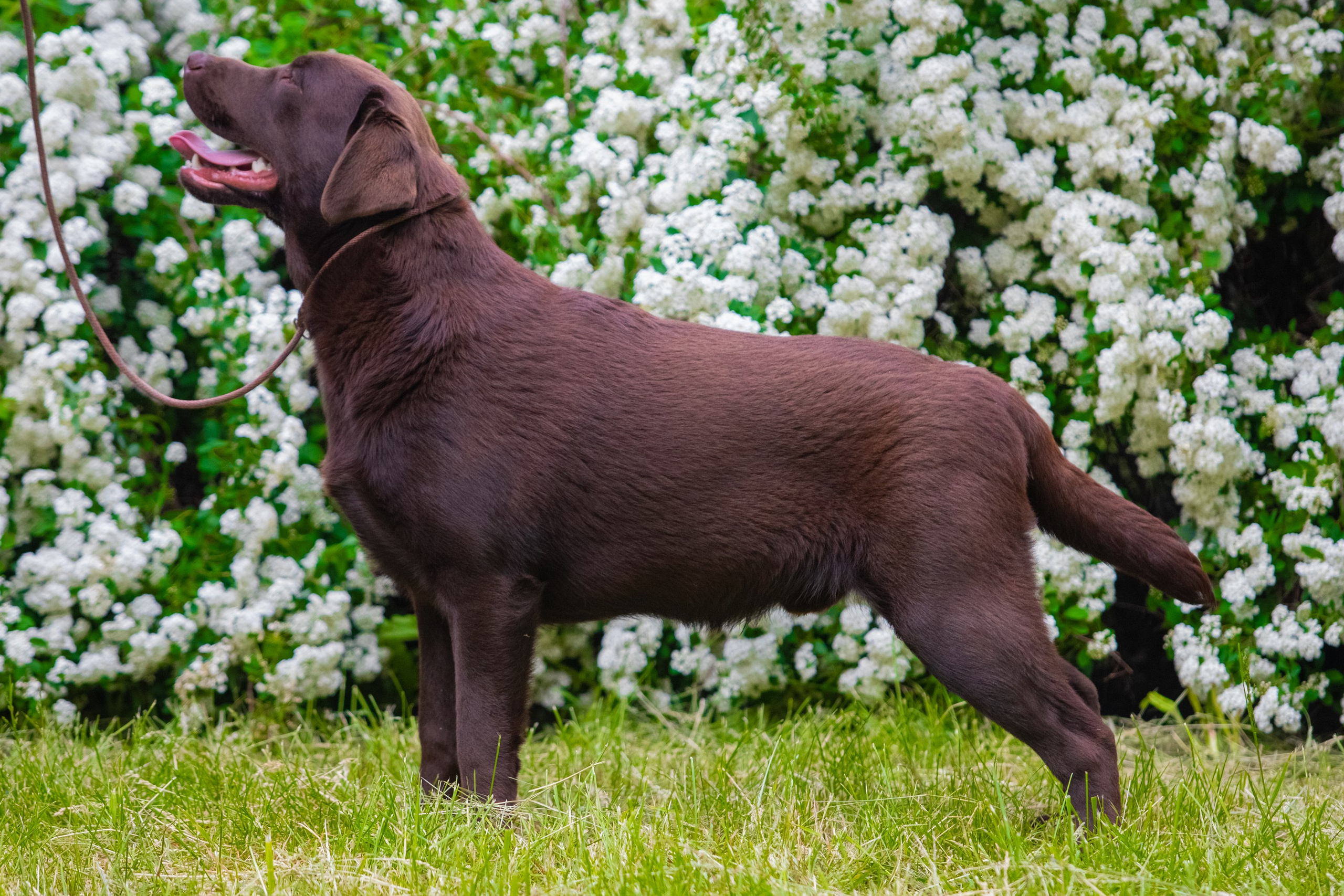 Шоколадний лабрадор ретривер