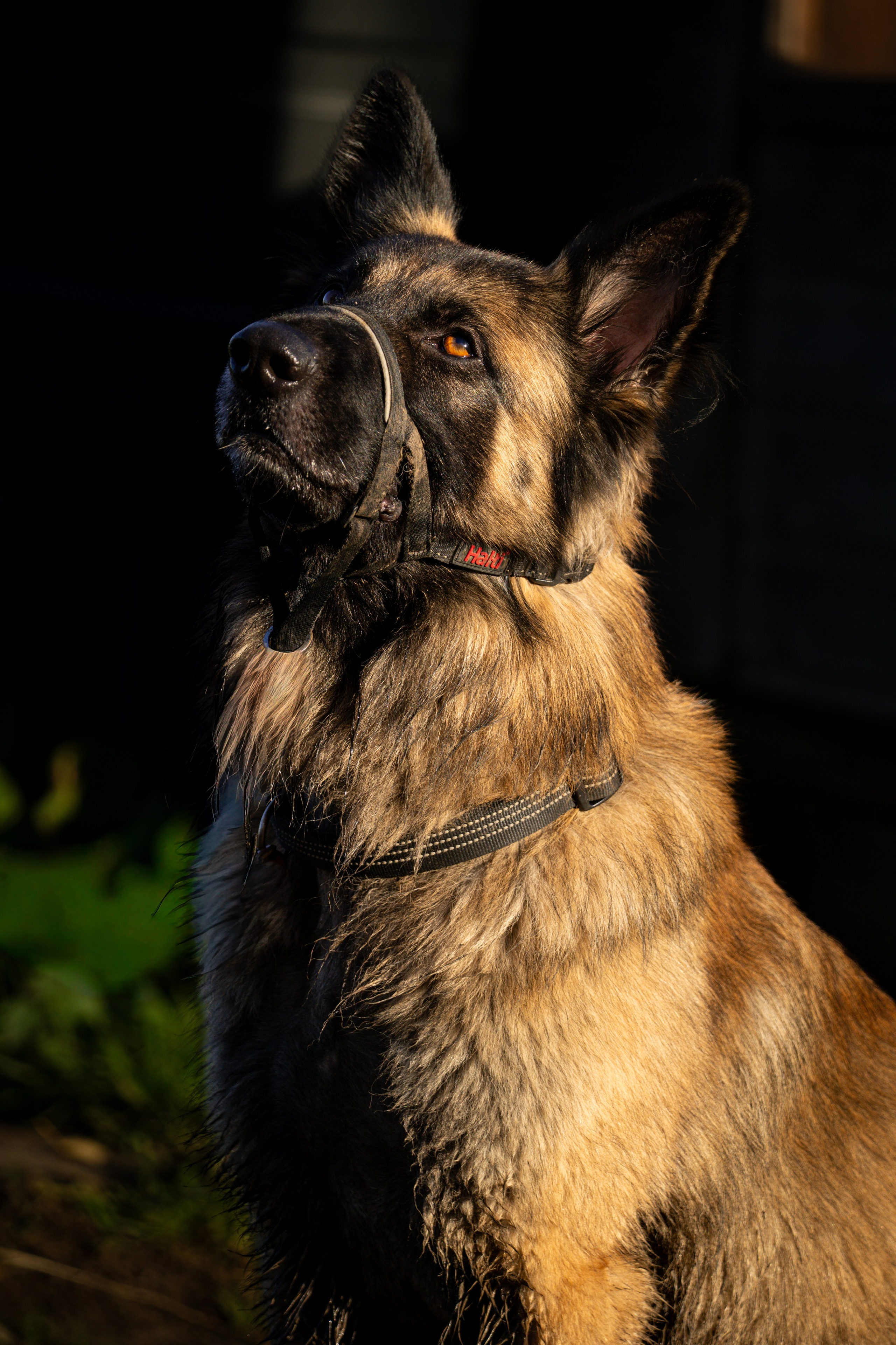 Pets. Ryan Hewitt Photographer