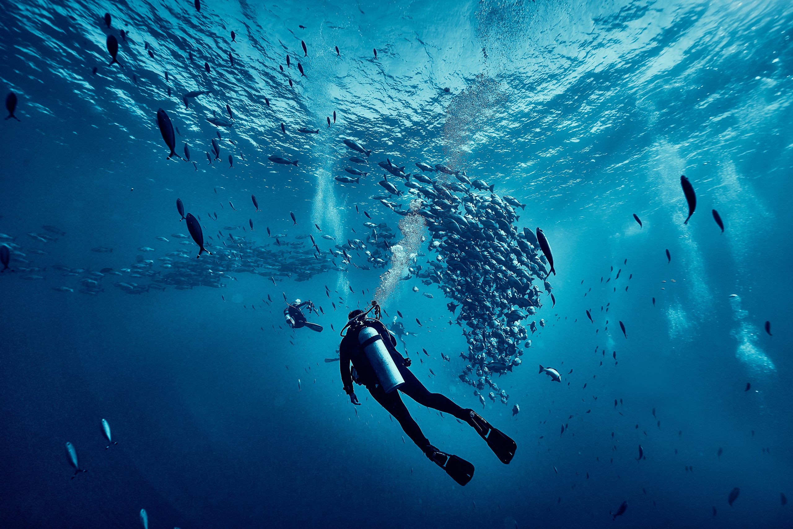 Mieszkańcy mórz. Andriej Szypilow — Photography & Videography