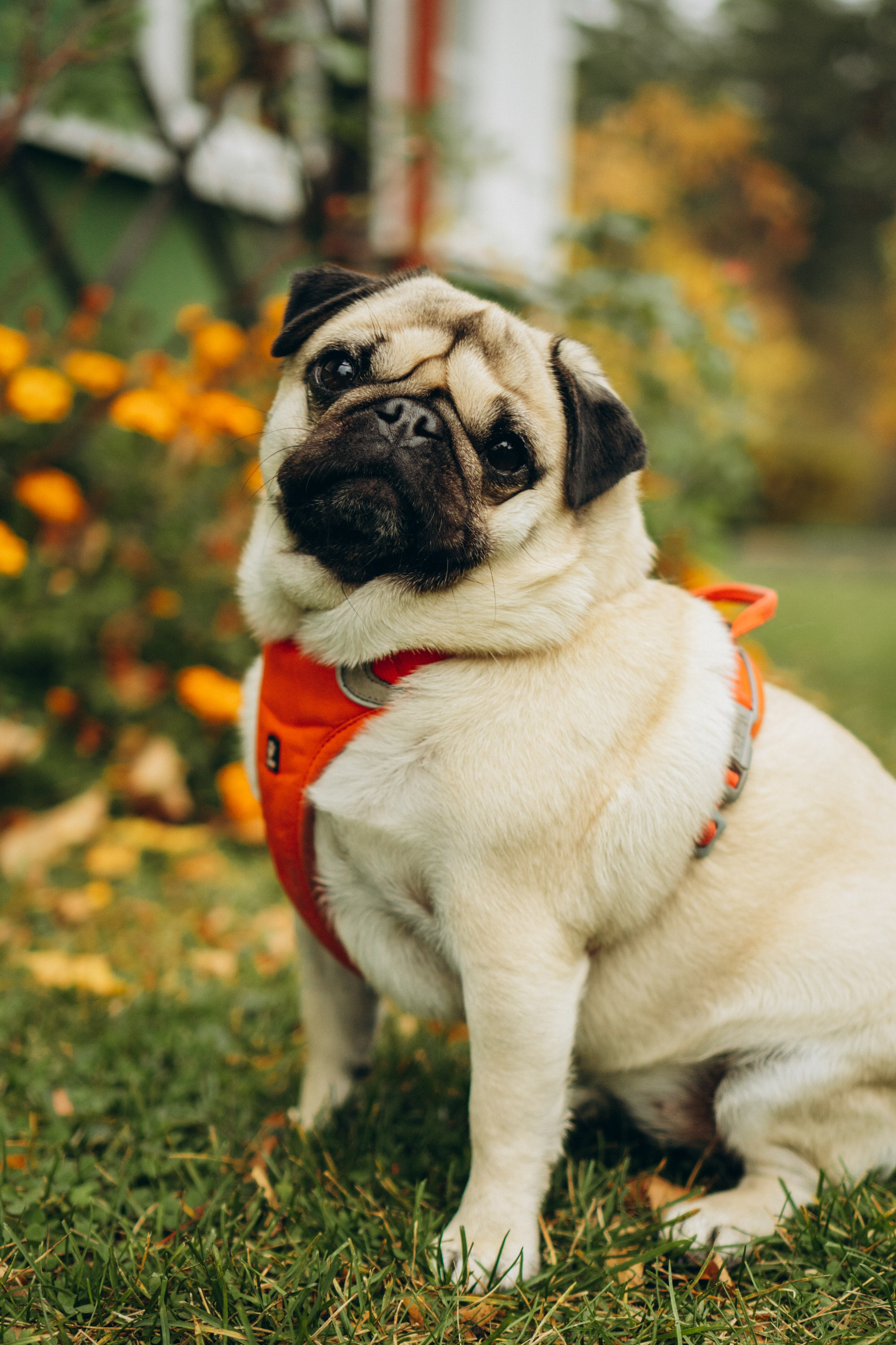 Jelena and her Sandy, Pug and Katja and her Safiir, Cardigan Welsh Corgi. Kat Laisaar — Pet photographer in Tallinn