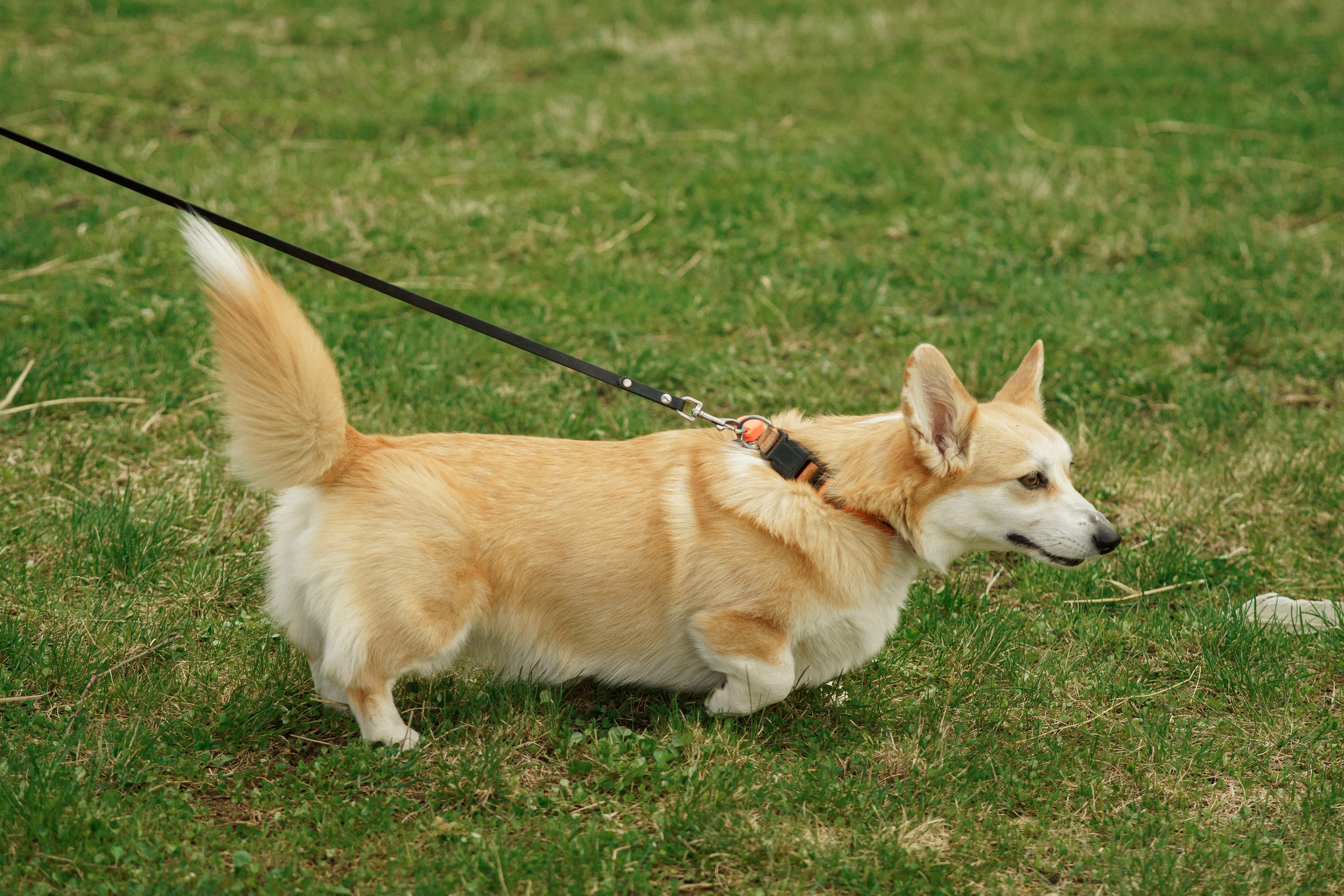 Herding Days, 26 apr. 2025. Kat Laisaar — Pet photographer in Tallinn