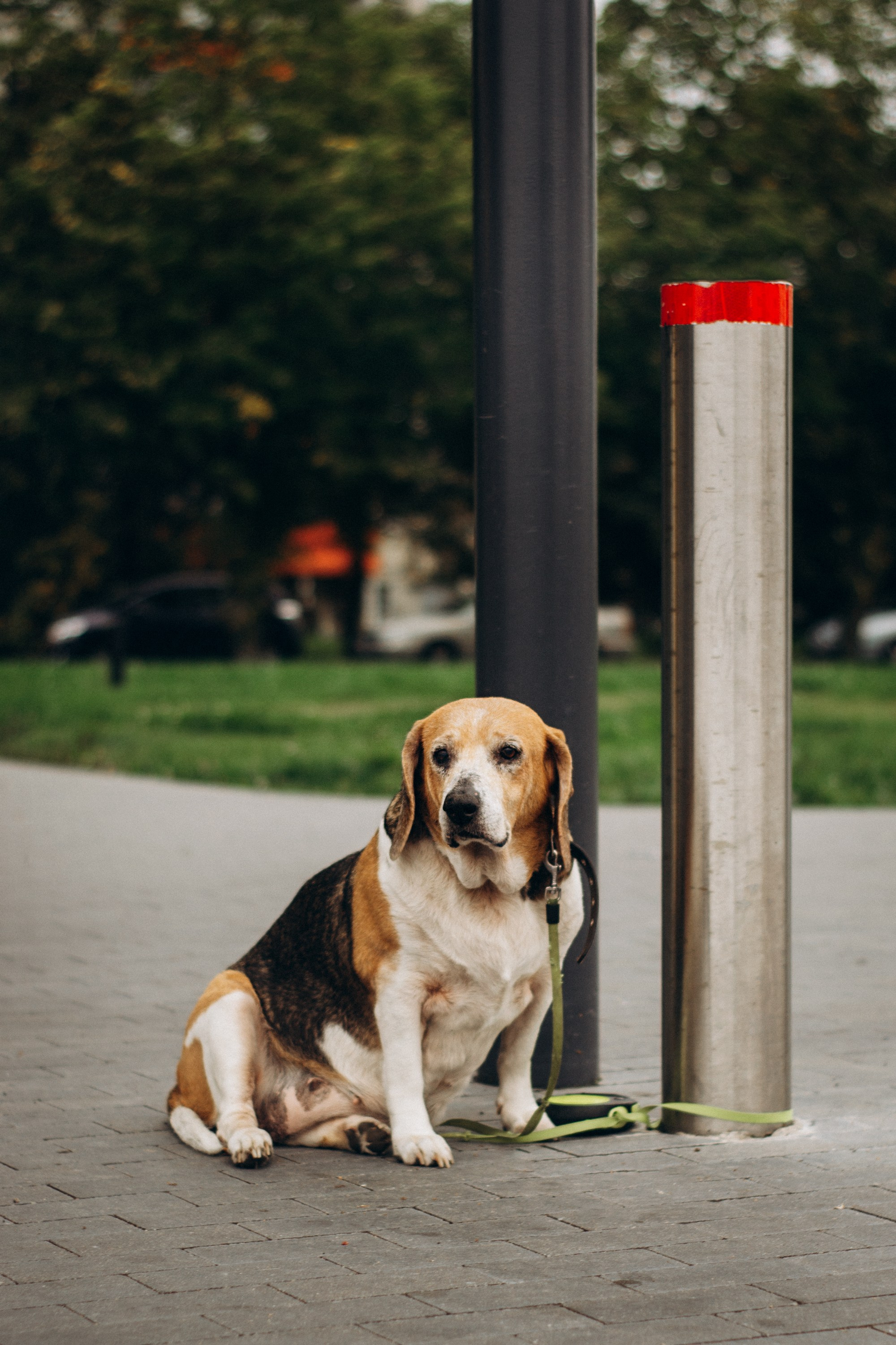 Dog Street Photography in Estonia. Kat Laisaar — Pet photographer in Tallinn