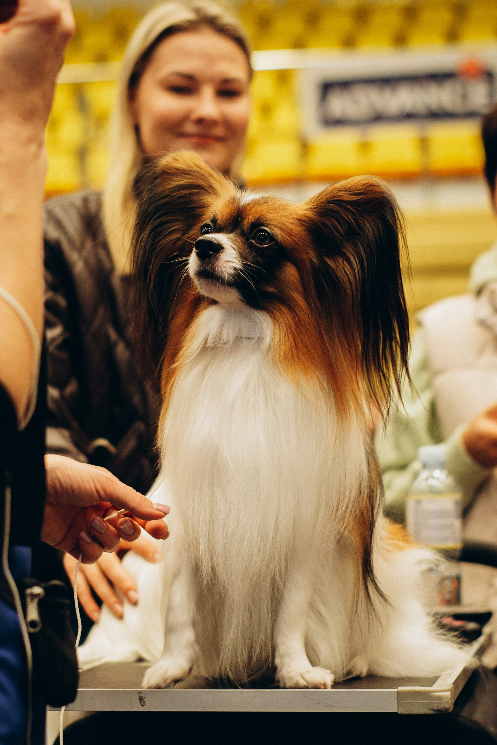 Rakvere Dog Show. Kat Laisaar — Pet photographer in Tallinn