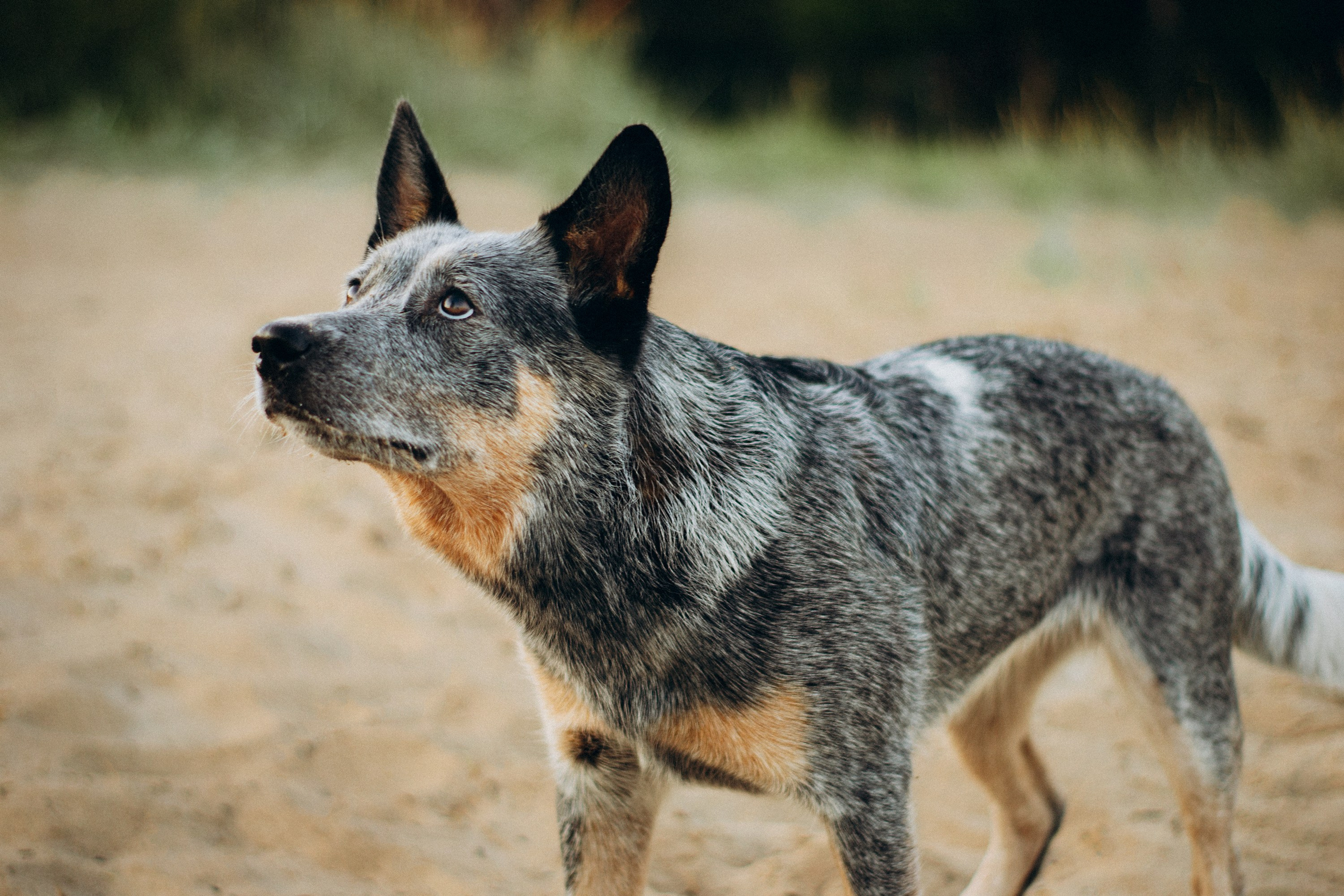 Dakota, Australian Cattle Dog. Kat Laisaar — Pet photographer in Tallinn