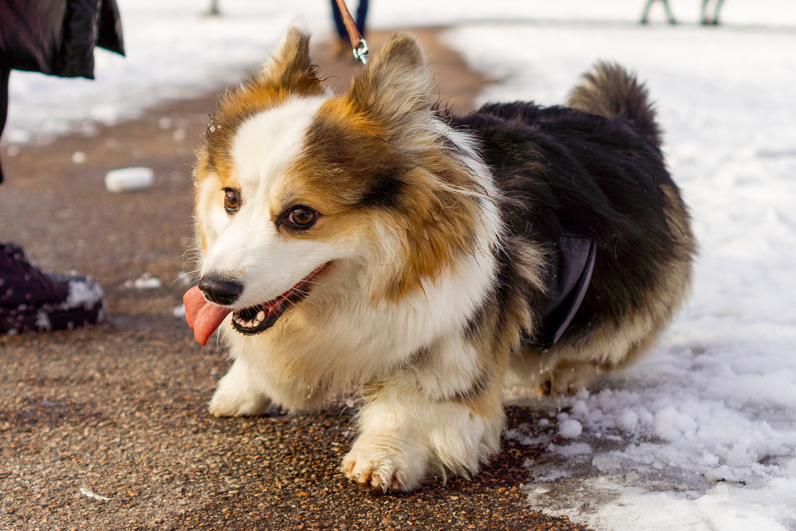Corgi party, 23 feb. 2025. Kat Laisaar — Pet photographer in Tallinn