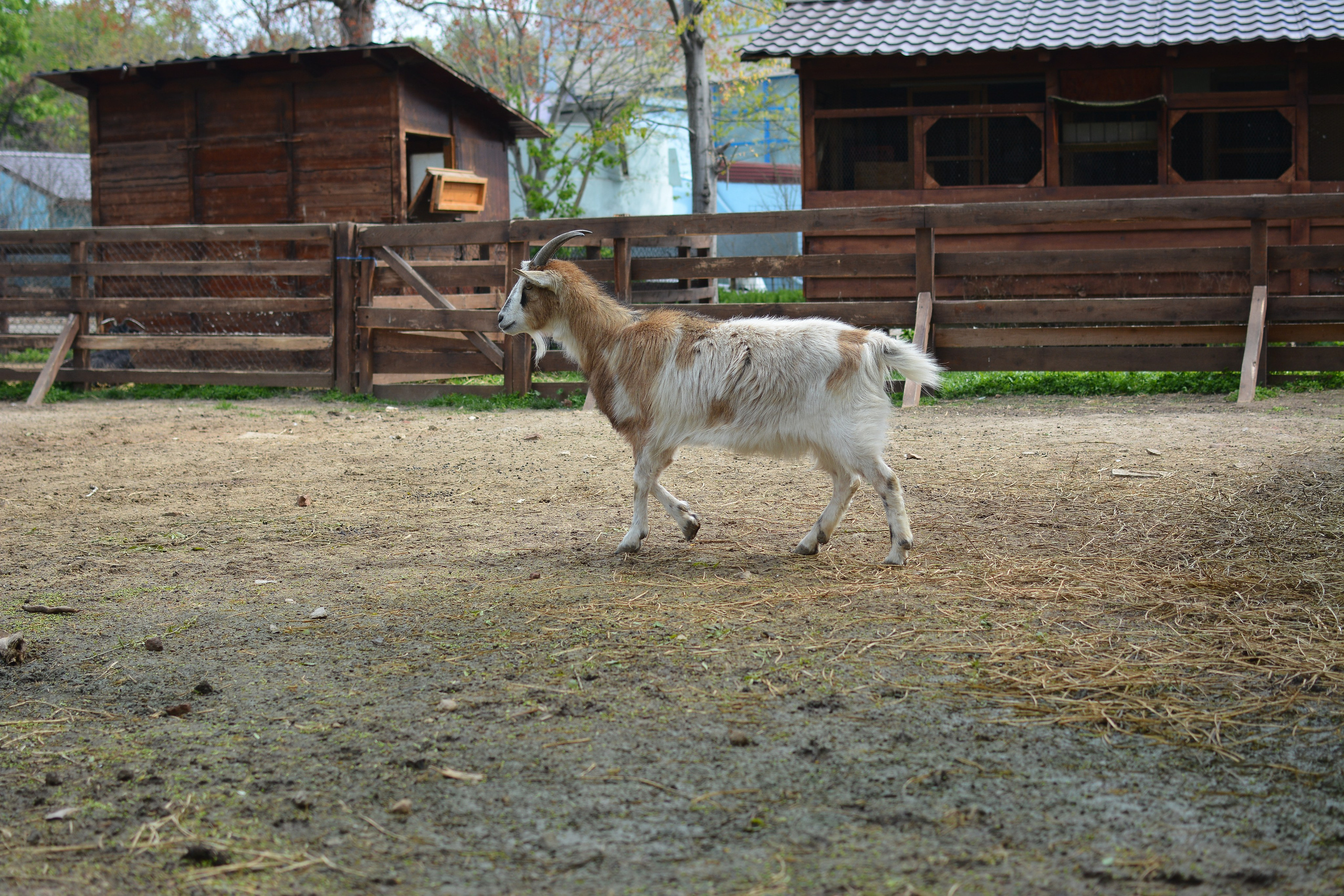~Animale si alte vietati~. Andreea Ivan art-Fotograf Constanta, Fotograf profesionist Constanta, Fotograf de nunta Constanta, botez, sedinte foto cu tematica, portret