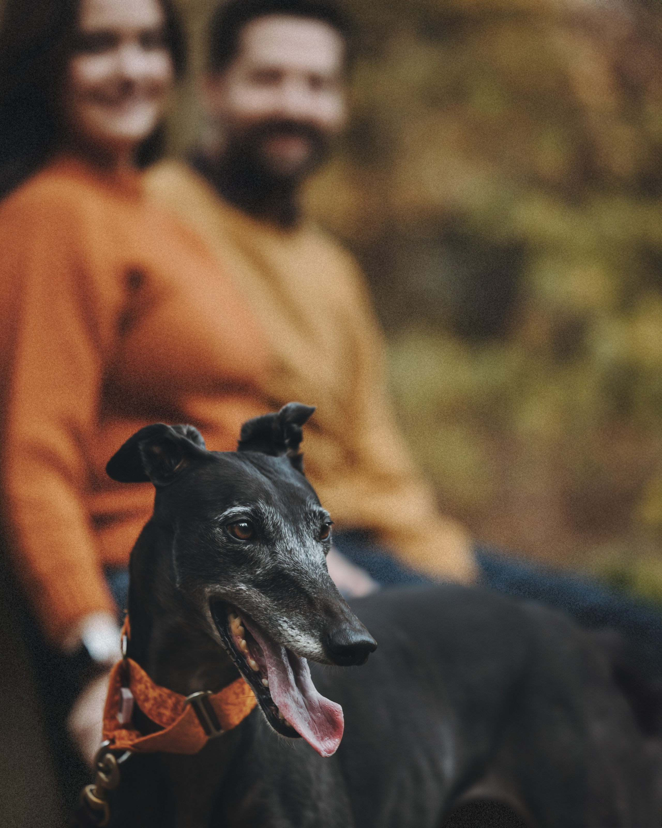 Tilly, Kati & Landon. Pet Photographer Viktoriya Aleshenko