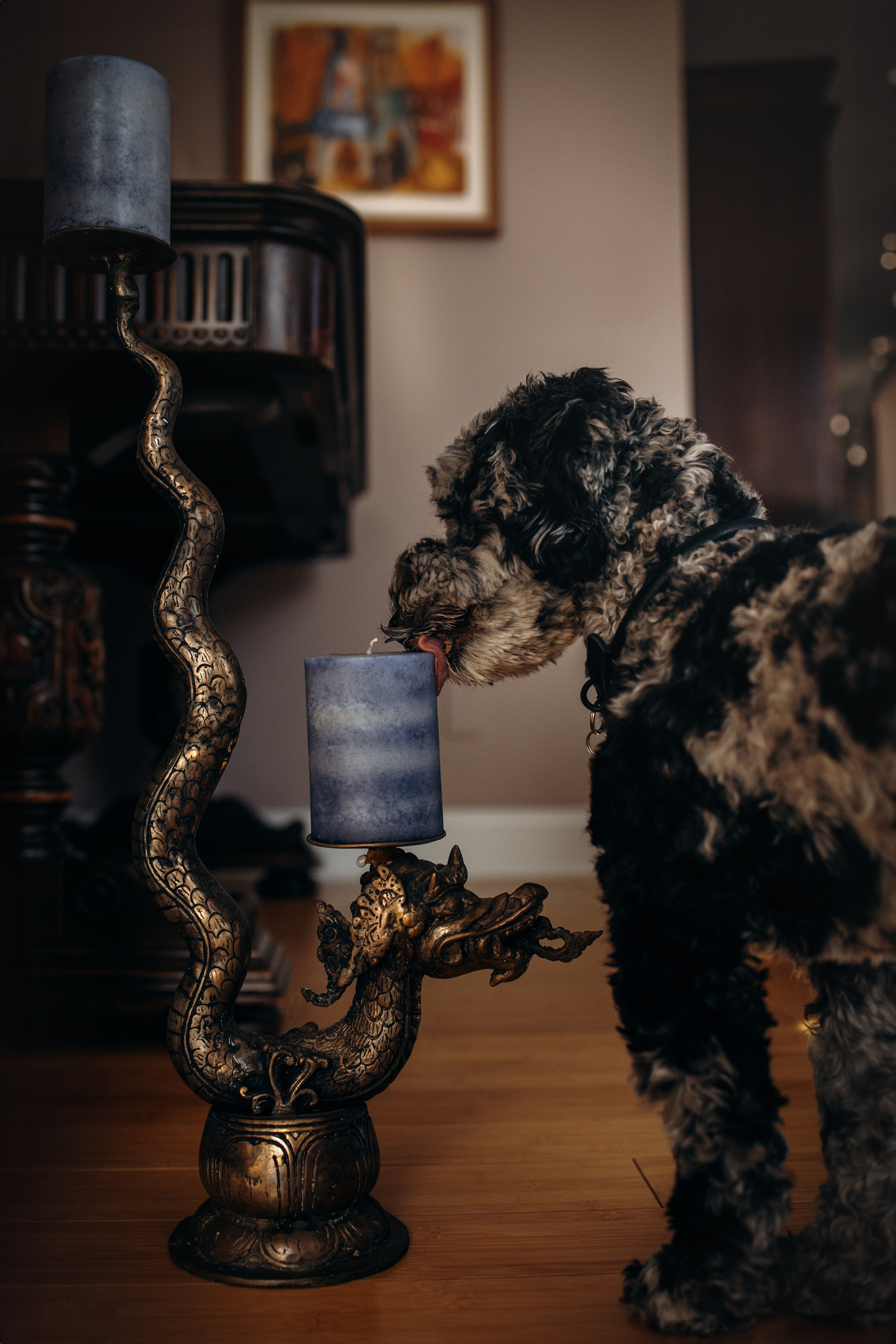 Ace. Pet Photographer Viktoriya Aleshenko