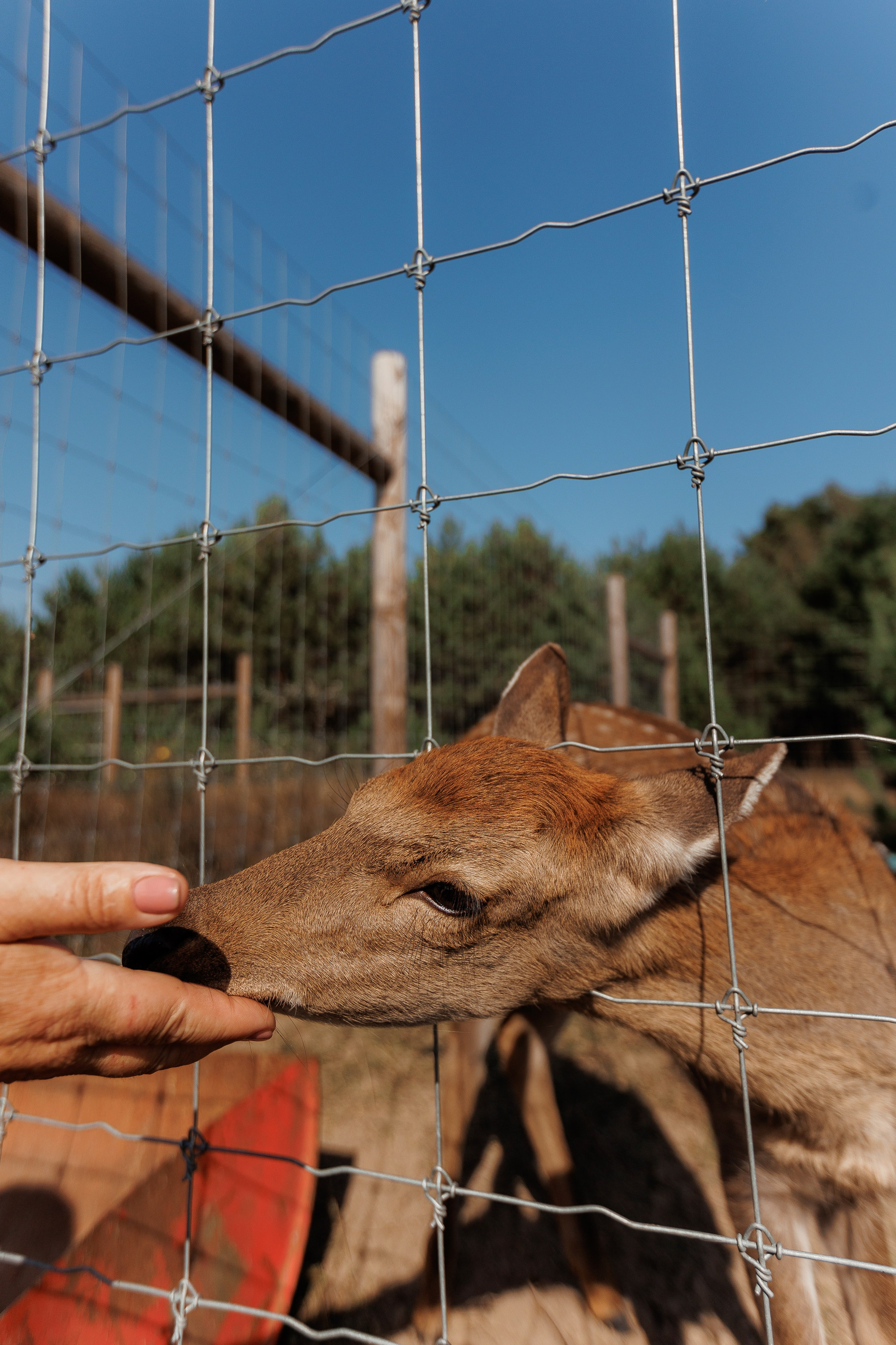 Екопарк Аміла. Ірина Терещук