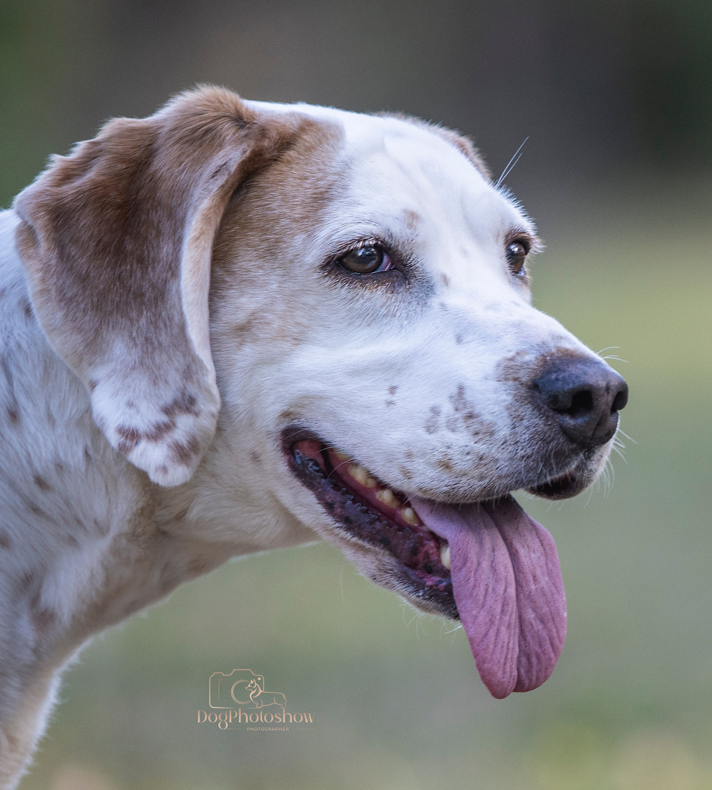 📸 11. Katerina Royter Pet Photographer North Florida