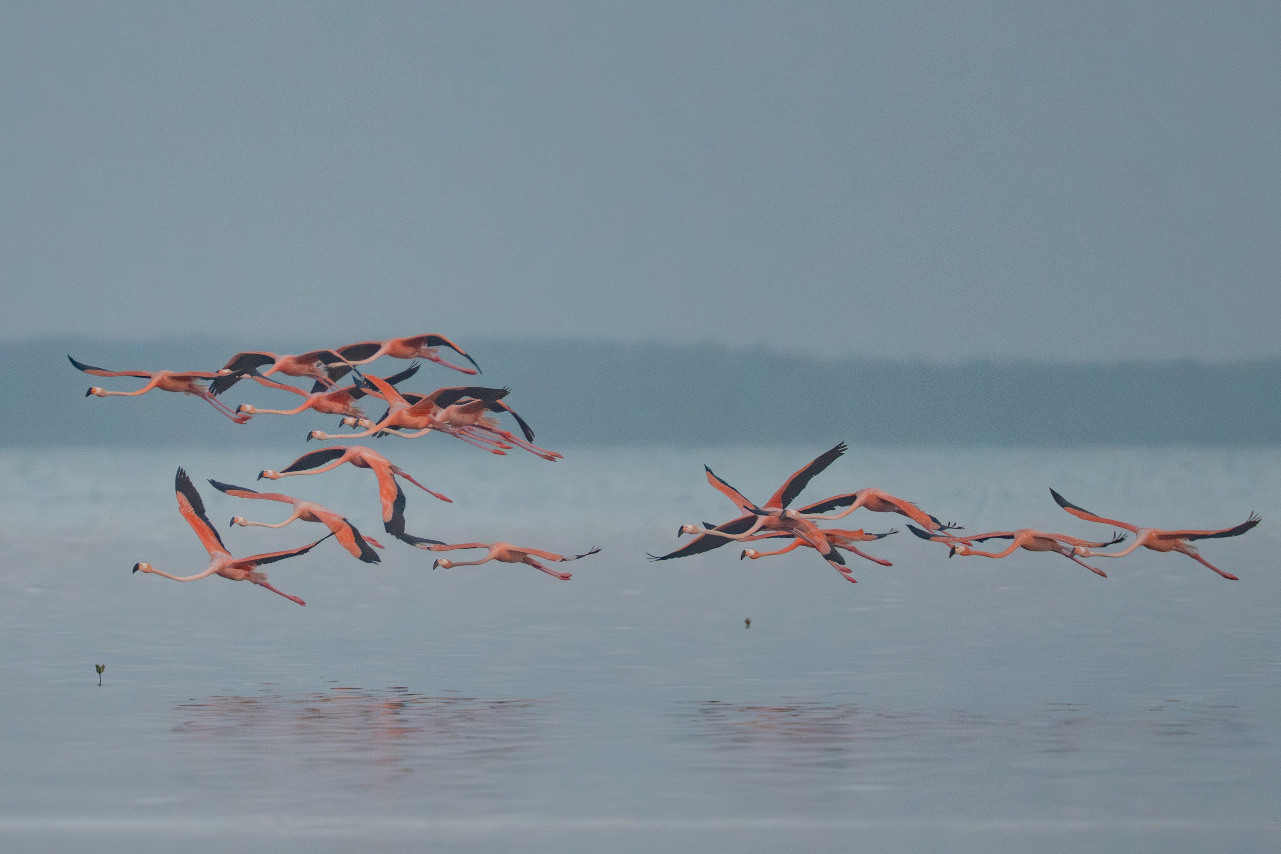 Flamencos. Nature photographer Yuri Soria-Galvarro