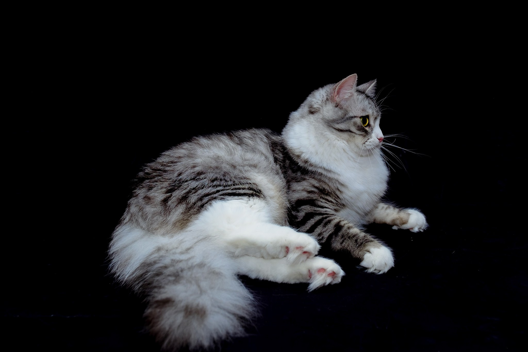 Katzen | Females. SIBERIALIS: Katzenzucht von Sibirischen und Neva Masquarade Katzen
