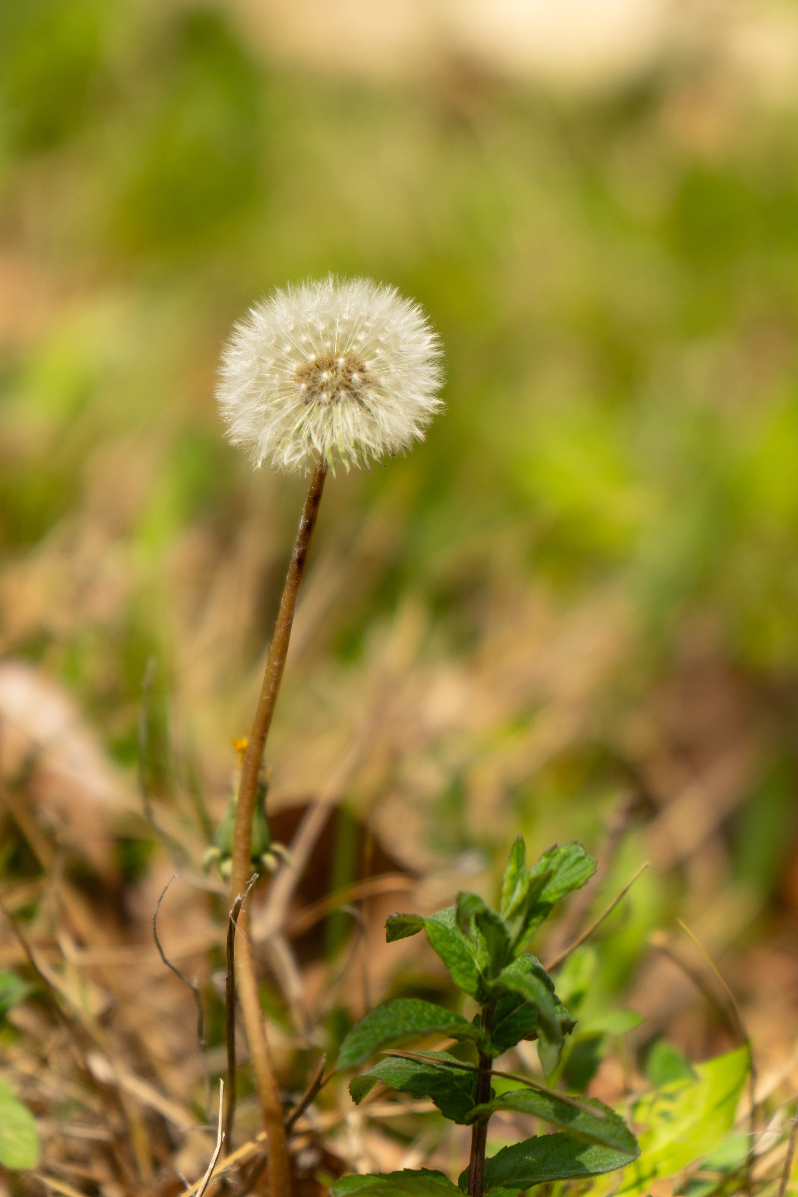 Thasos 2025. Fotografiideplacere.net