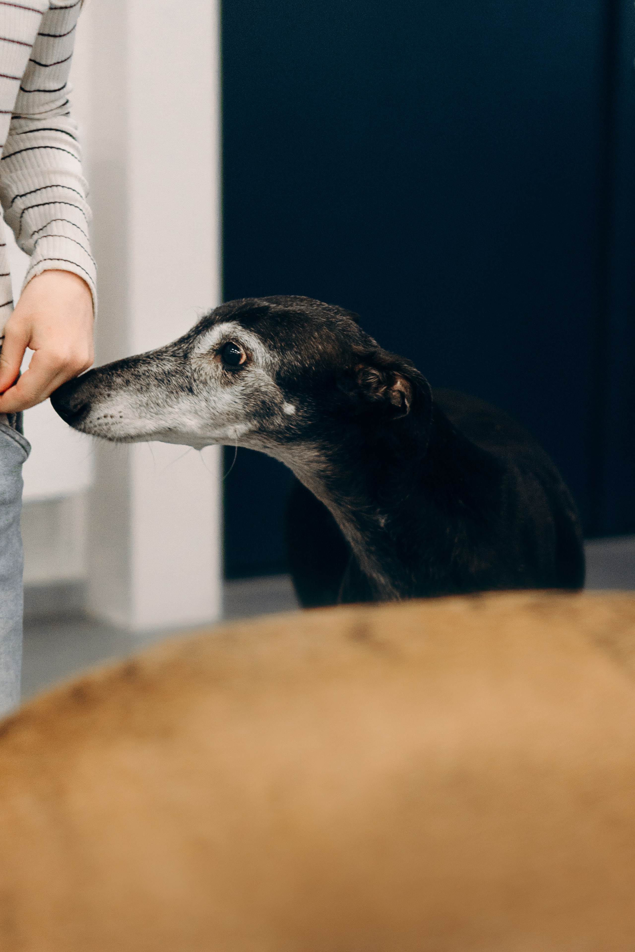 GalgoTreff / PetCity Rannamõisa, 13 apr. 2025. Kat Laisaar — Pet photographer in Tallinn