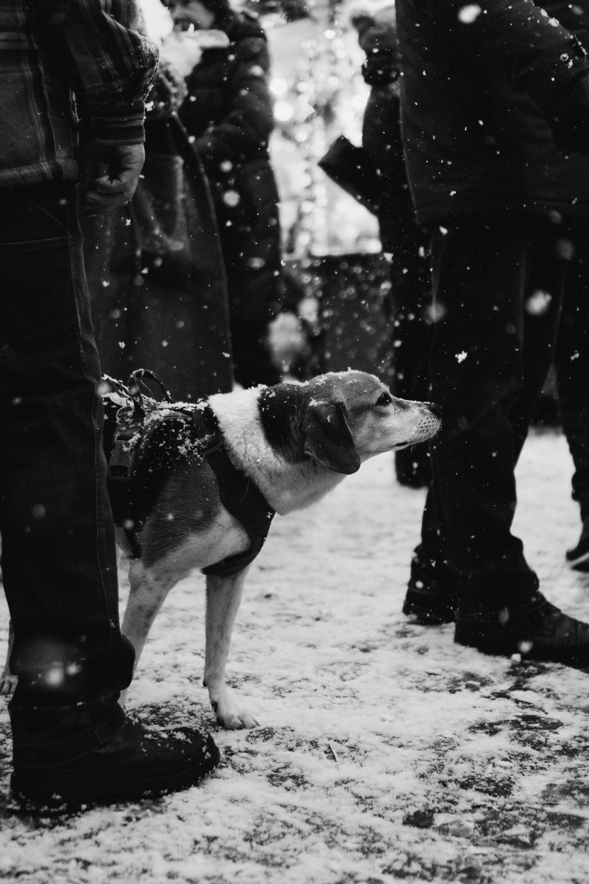 Dog Street Photography in Estonia. Kat Laisaar — Pet photographer in Tallinn