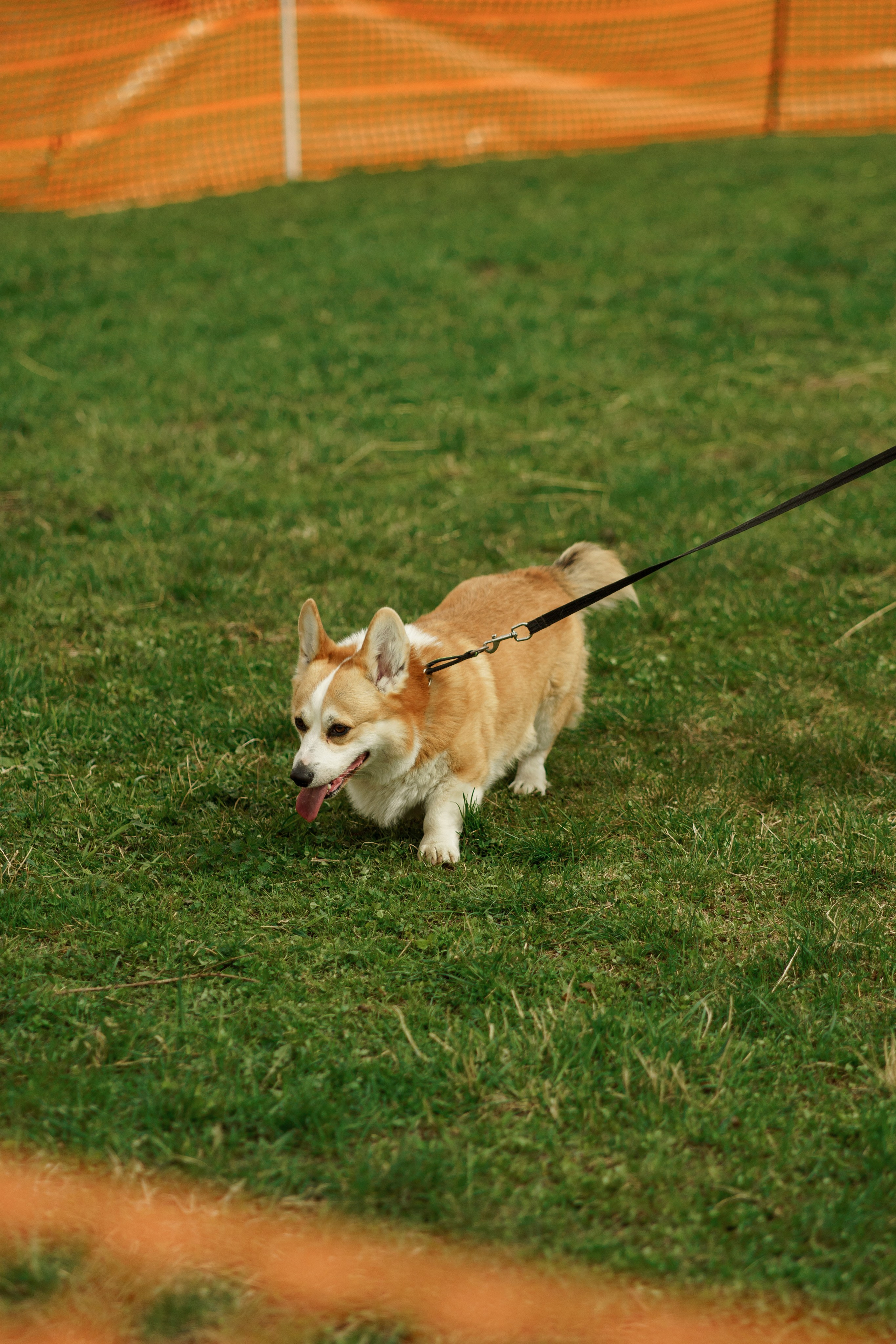 Herding Days, 26 apr. 2025. Kat Laisaar — Pet photographer in Tallinn
