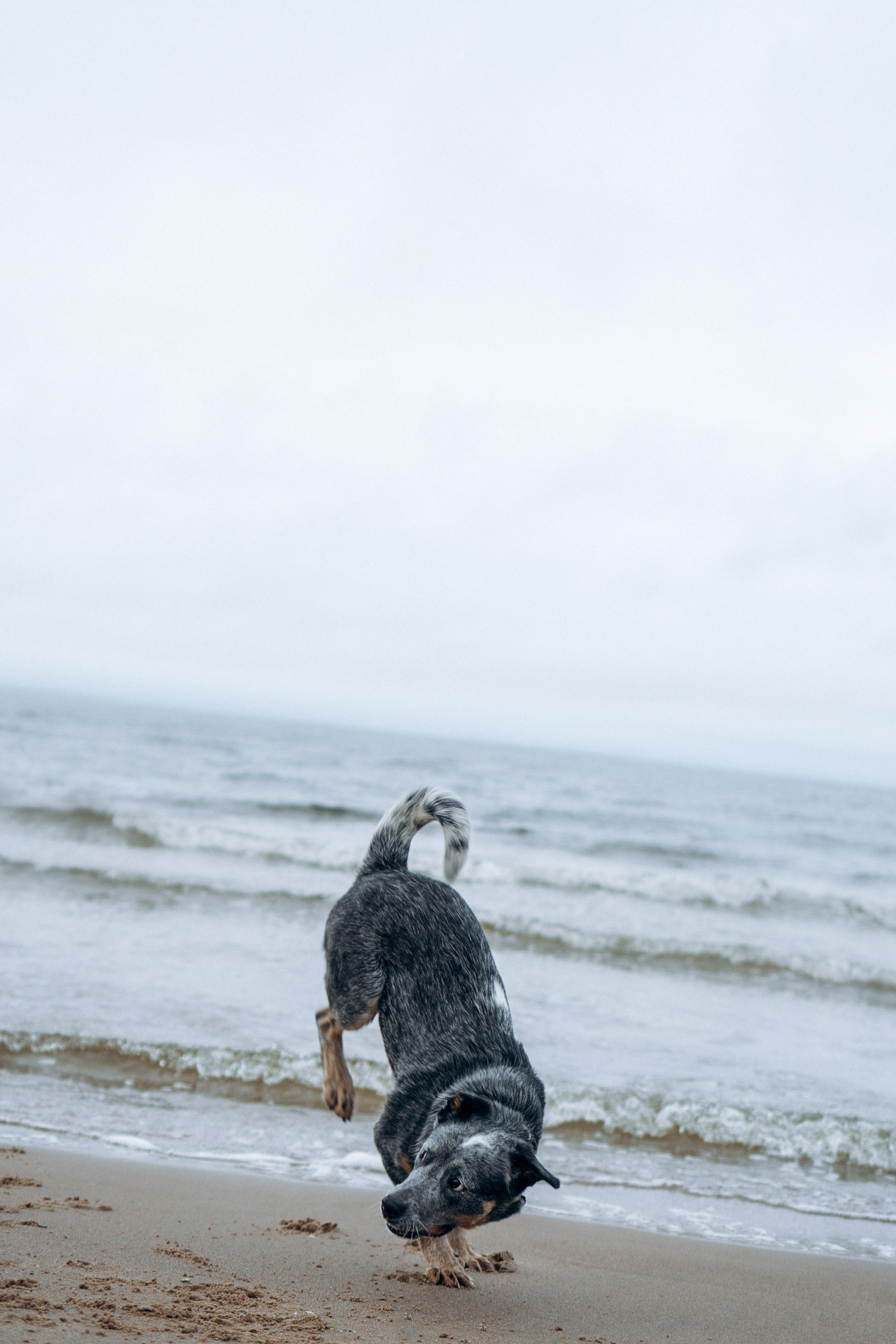 Polina and her Dakota, Australian Cattle Dog. Kat Laisaar — Pet photographer in Tallinn