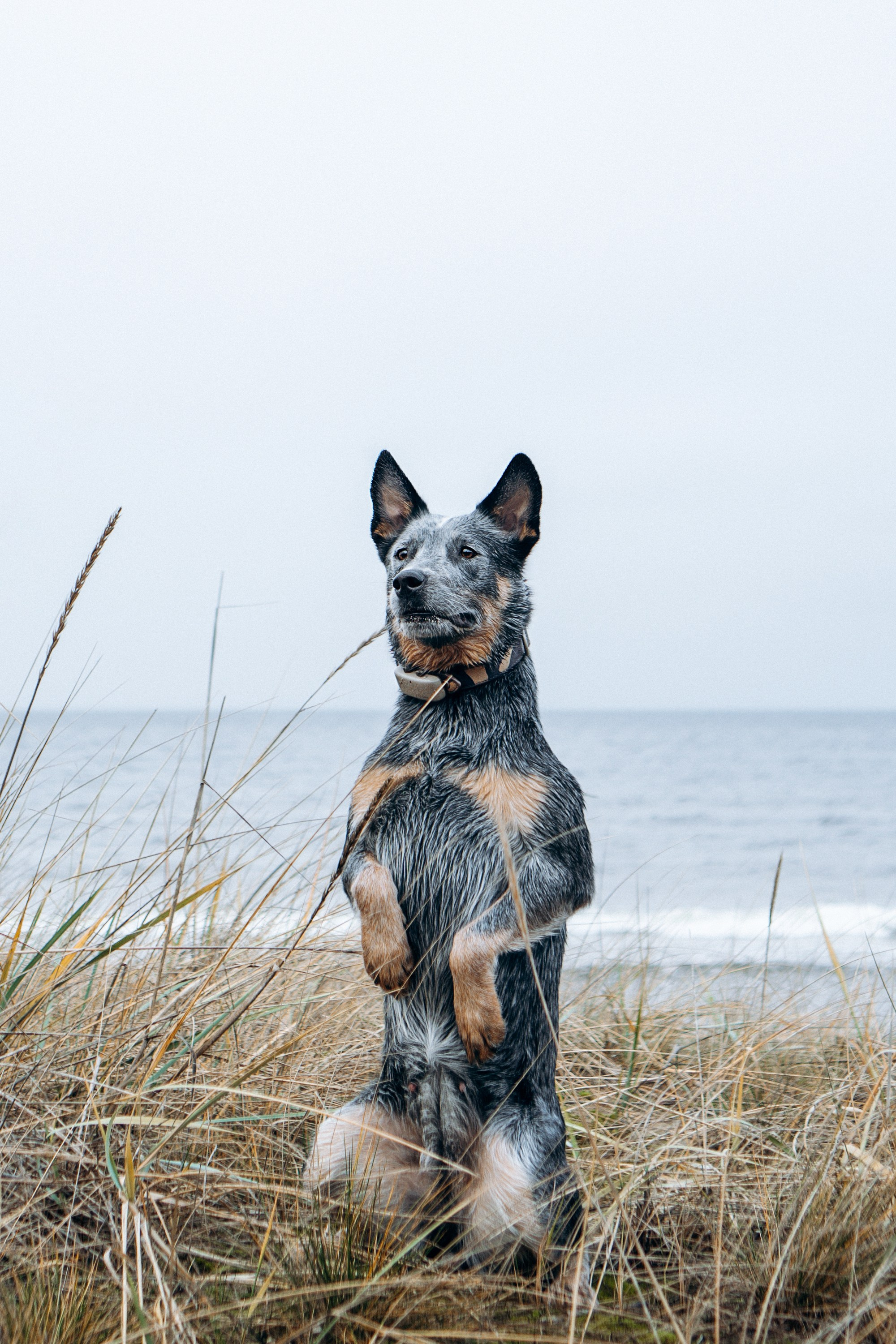 Polina and her Dakota, Australian Cattle Dog. Kat Laisaar — Pet photographer in Tallinn