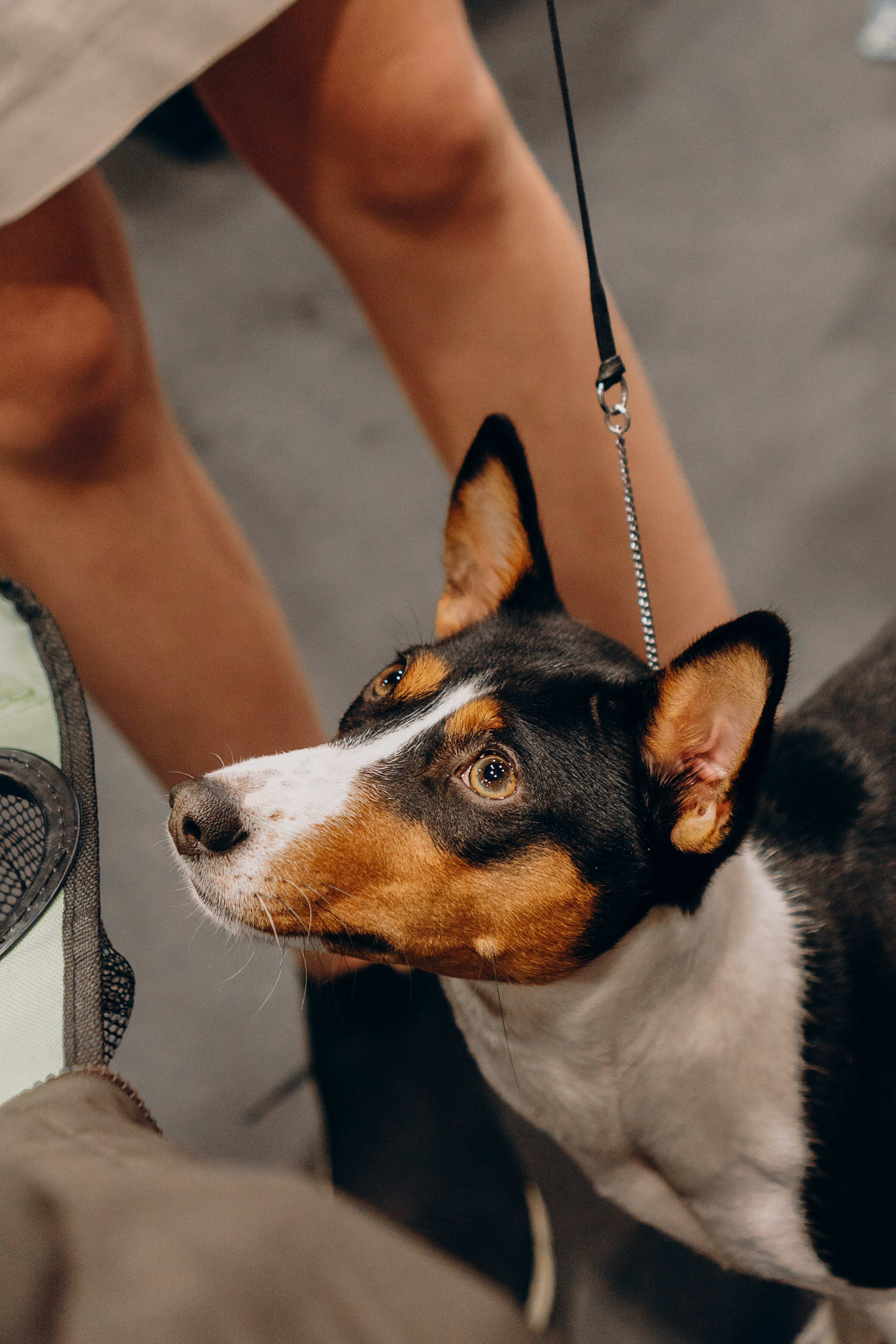 Pärnu dog weekend photo report. Kat Laisaar — Pet photographer in Tallinn