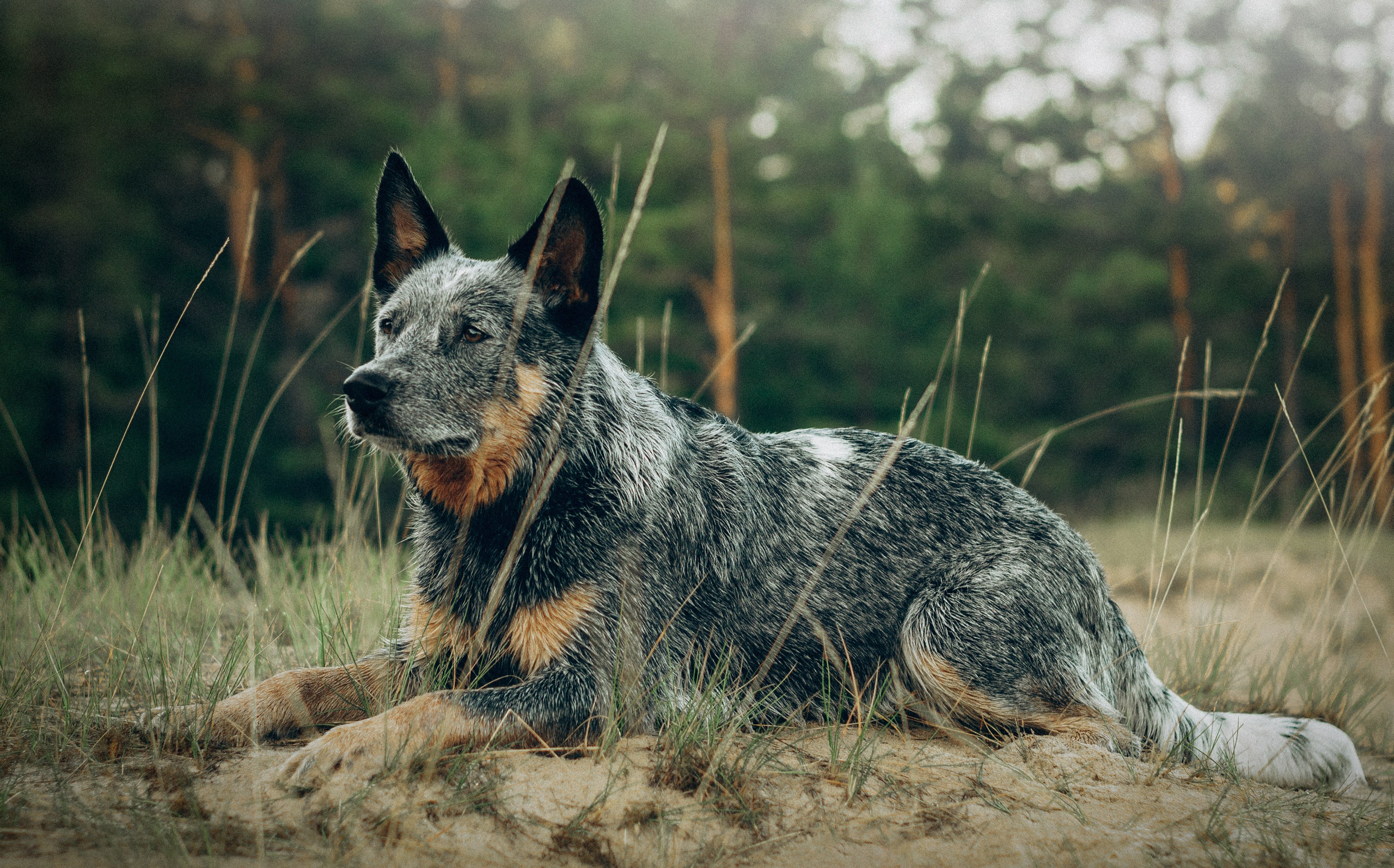 Dakota, Australian Cattle Dog. Kat Laisaar — Pet photographer in Tallinn