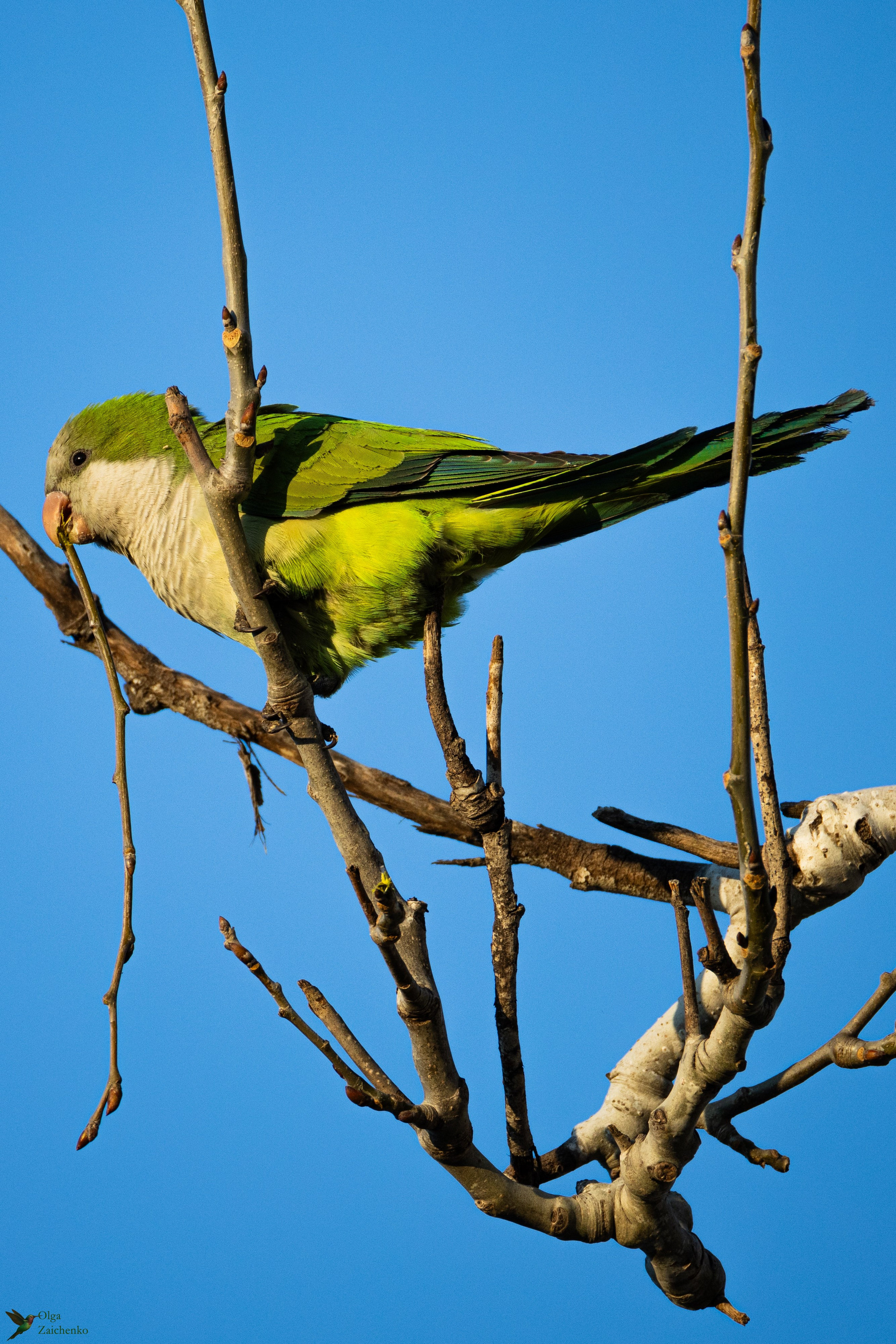 WildLife. Фотограф в Буэнос-Айресе