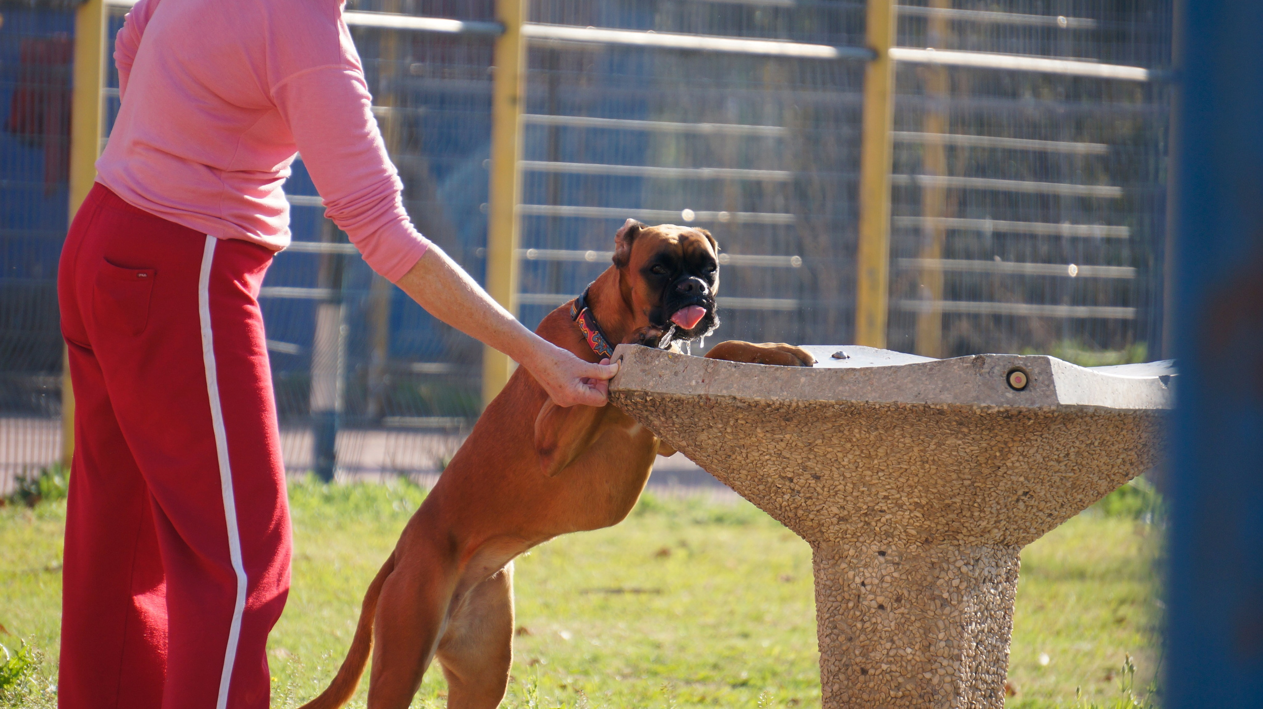 My ״Star״ Boxer Dog