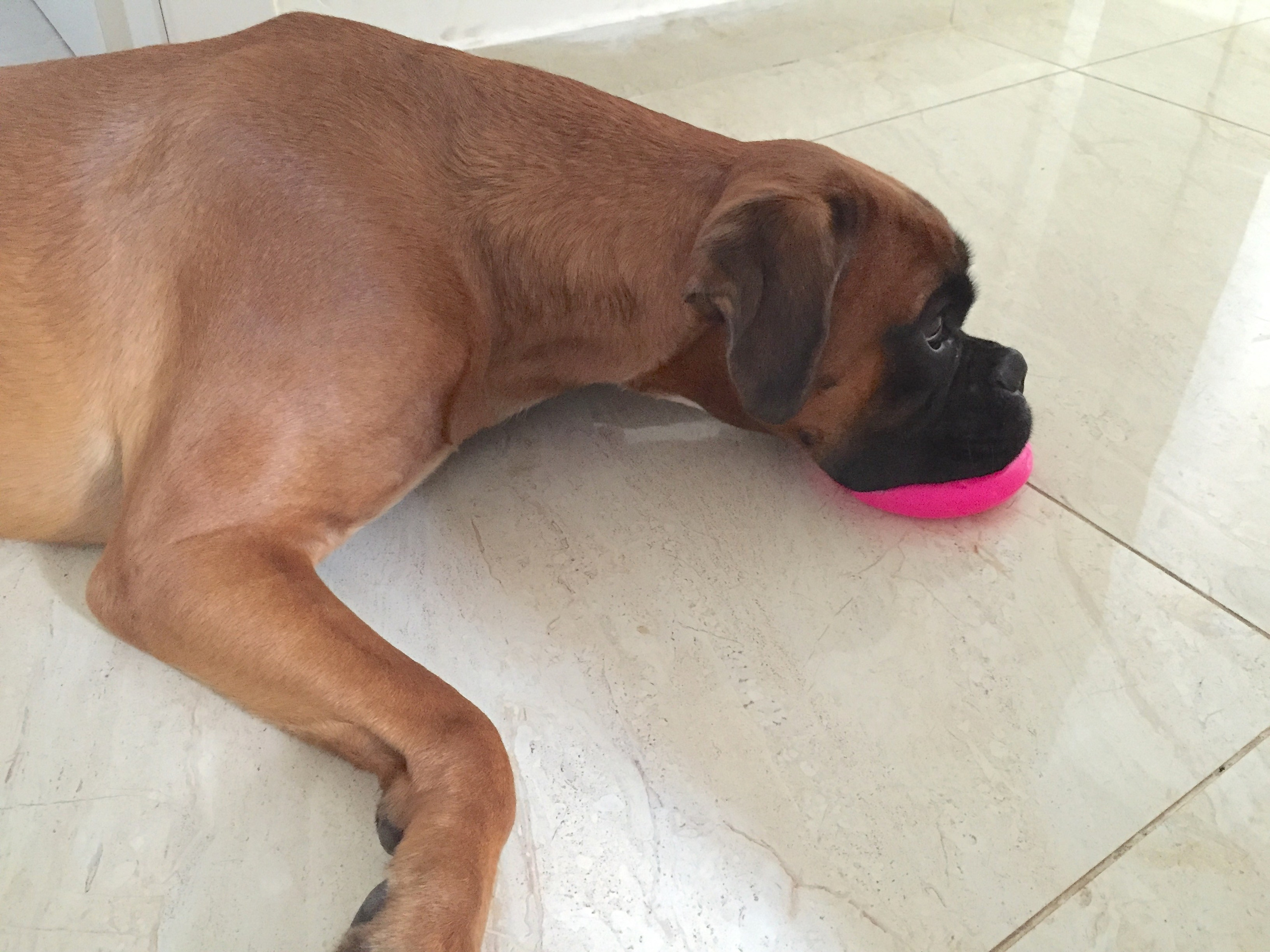 My ״Star״ Boxer Dog