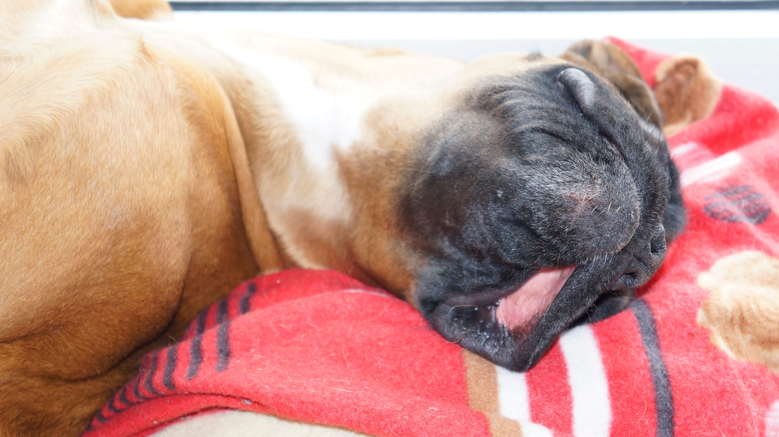 My ״Star״ Boxer Dog