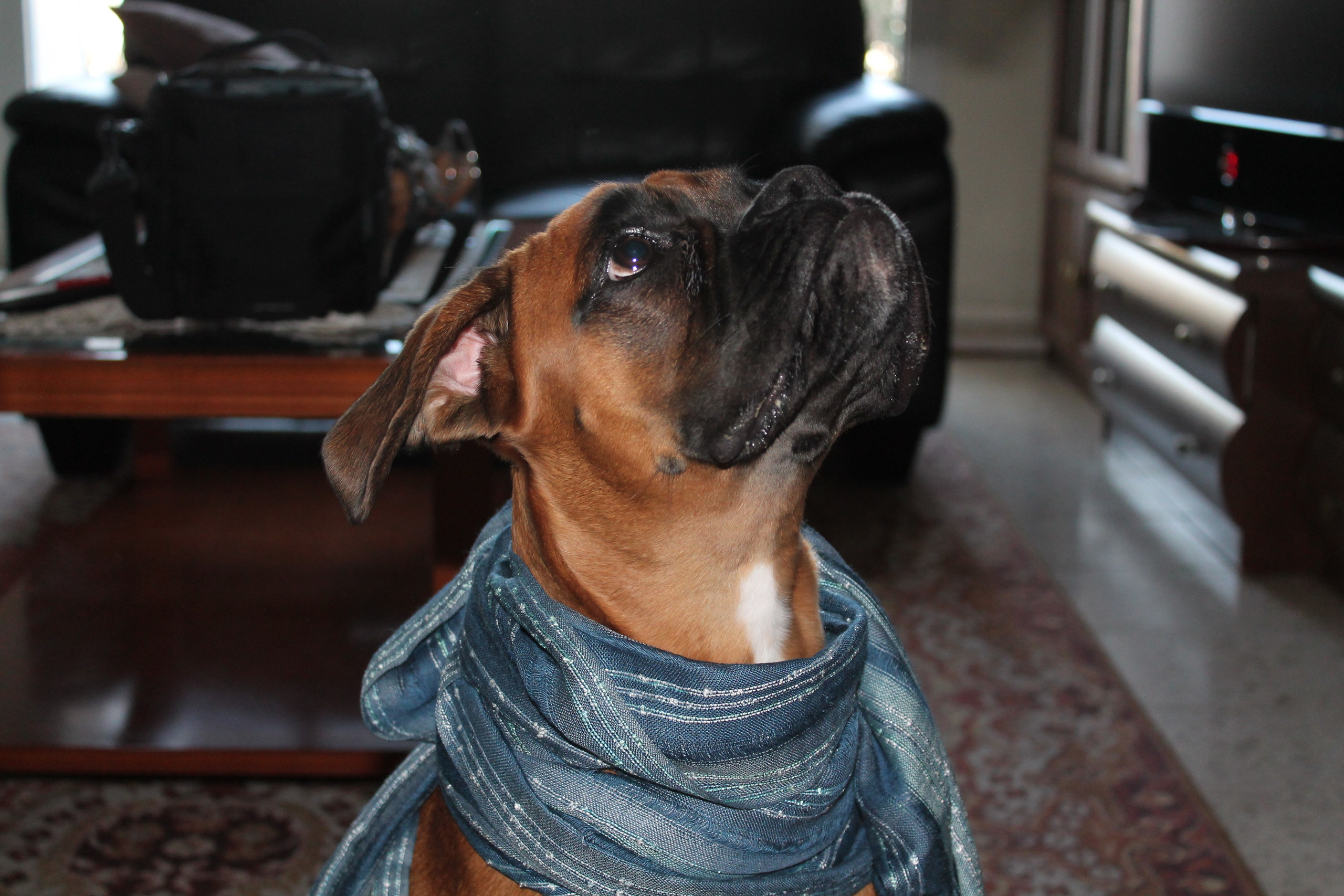 My ״Star״ Boxer Dog