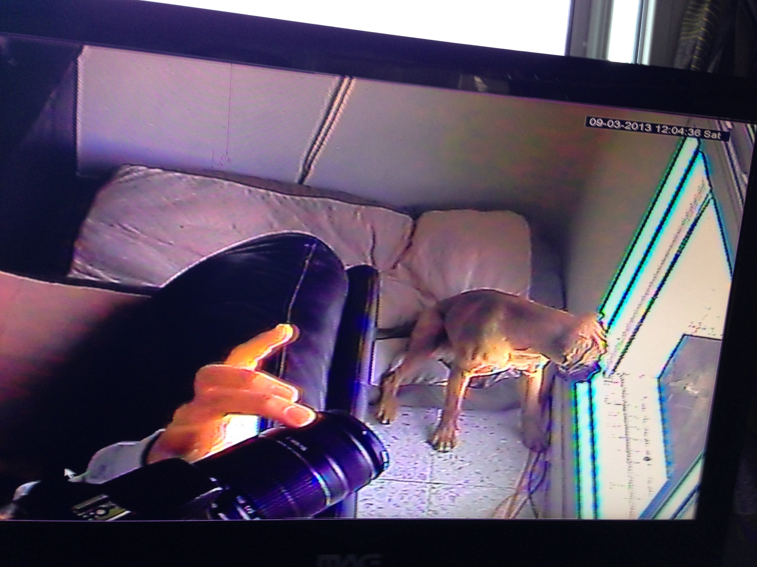 My ״Star״ Boxer Dog