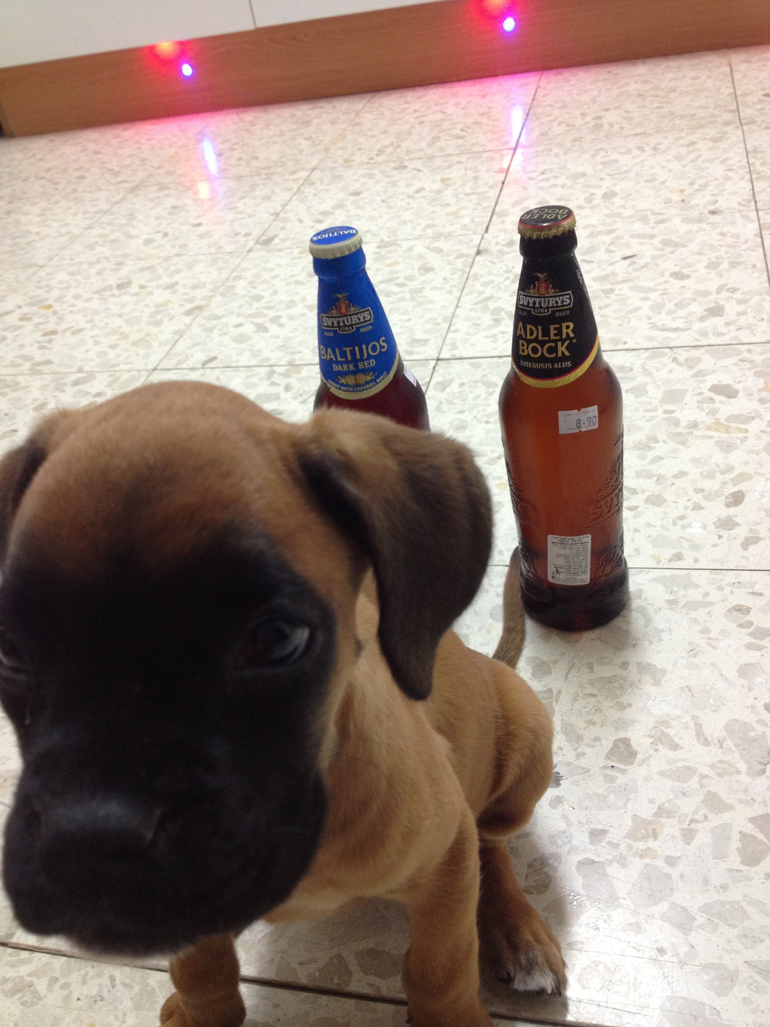 My ״Star״ Boxer Dog