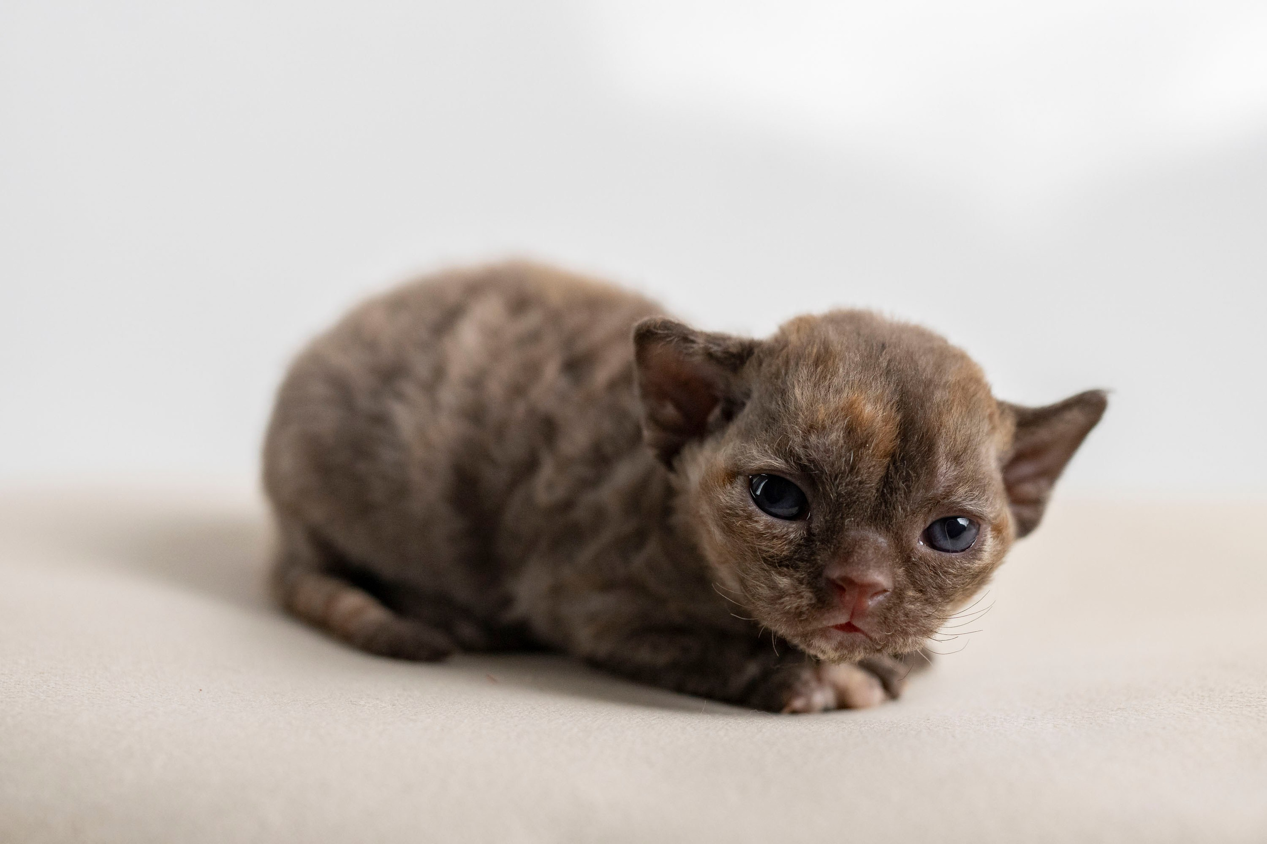 Kittens 11.23.23. Devon Rex Pixie Cattery