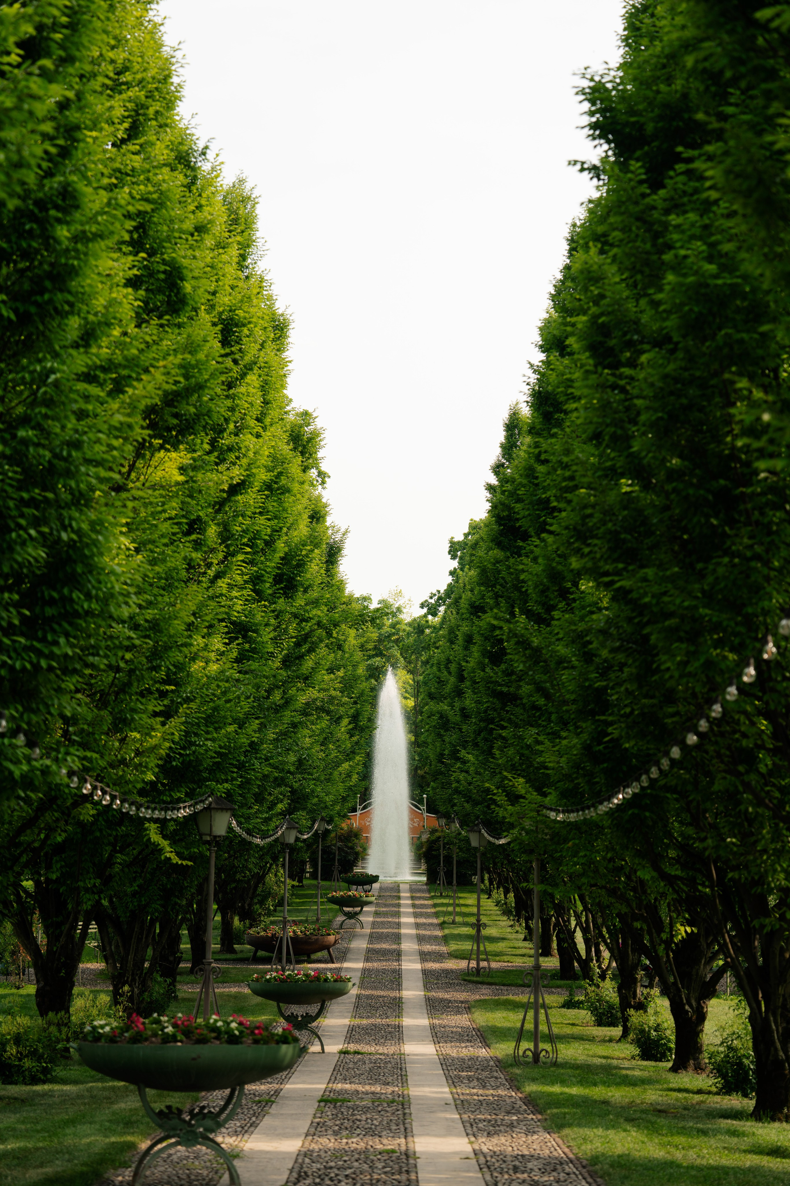 Adele Mari. Studio Timis