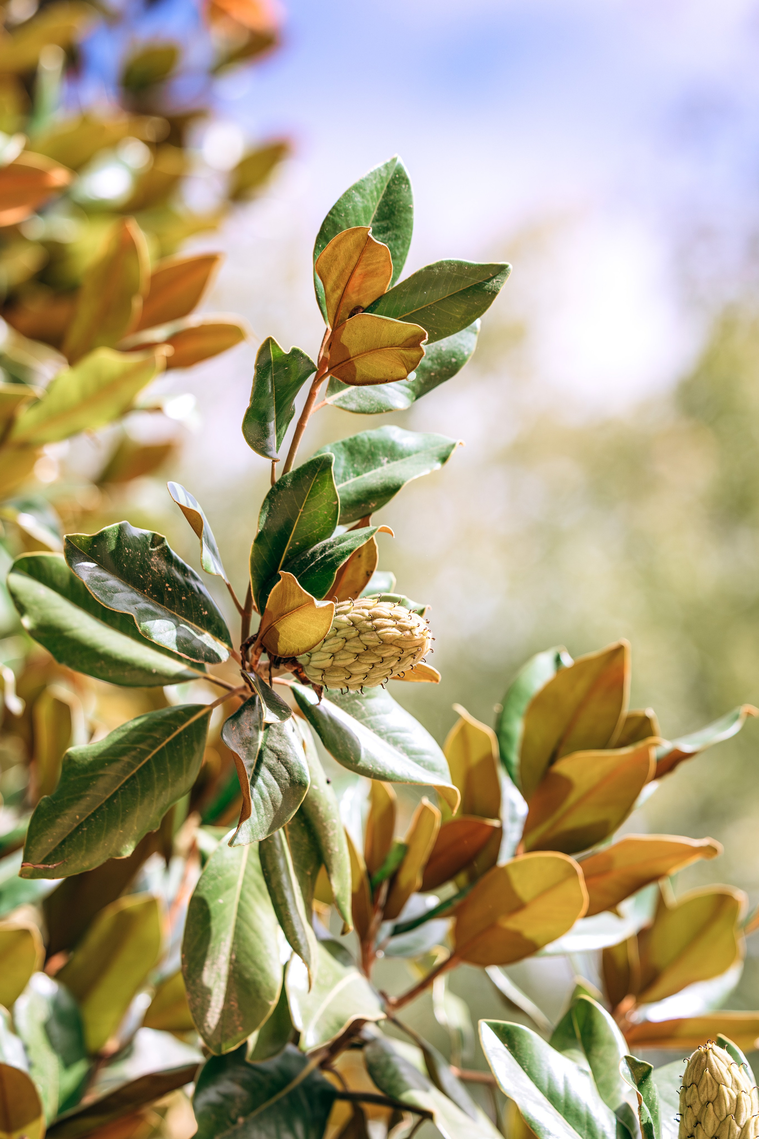 Fotografia de Casamento - Ricardo & Mary Pictures. Filmes e Fotografia Cinematográfica de Casamento em Portugal | Ricardo & Mary Pictures