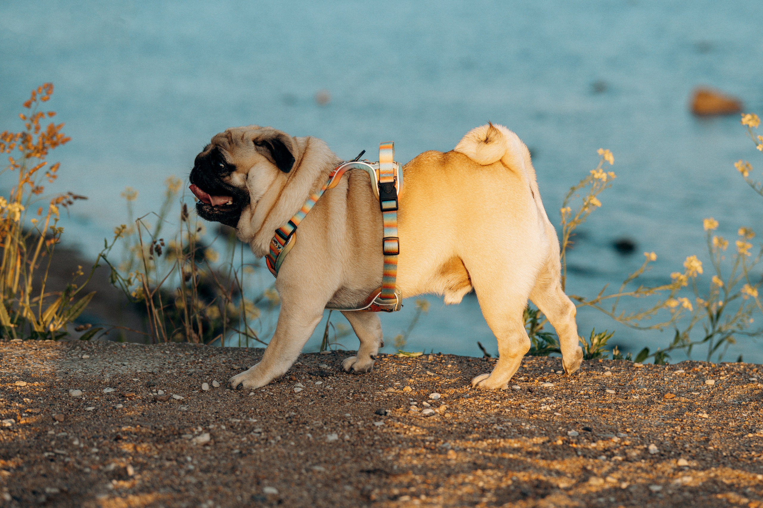 Frank, Tony, Katerina & Lev. Kat Laisaar — Pet photographer in Tallinn